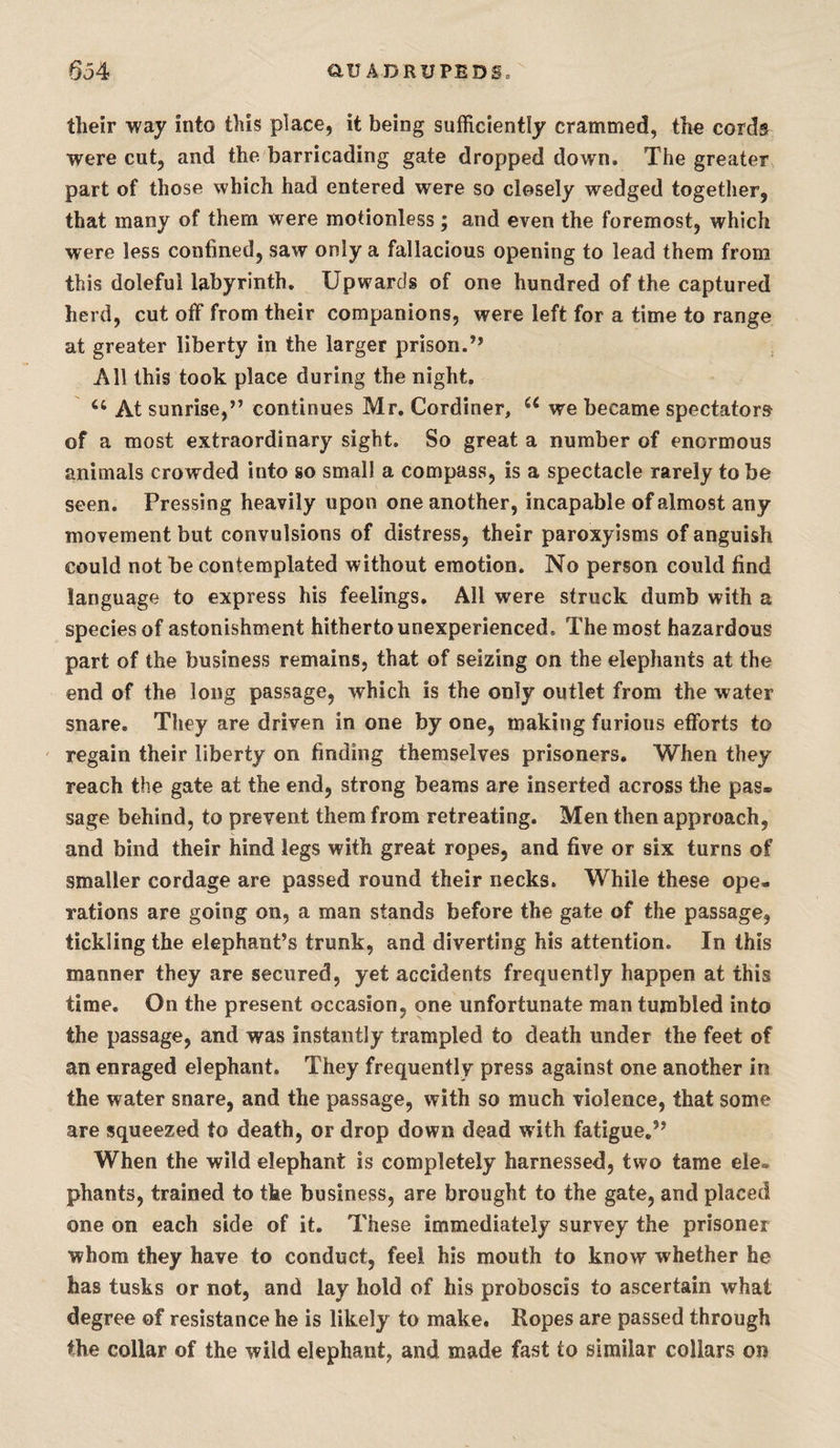 their way into this place, it being sufficiently crammed, the cords were cut, and the barricading gate dropped down. The greater part of those which had entered were so closely wedged together, that many of them were motionless; and even the foremost, which were less confined, saw only a fallacious opening to lead them from this doleful labyrinth. Upwards of one hundred of the captured herd, cut off from their companions, were left for a time to range at greater liberty in the larger prison.” All this took place during the night, ‘‘ At sunrise,” continues Mr, Cordiner, we became spectators of a most extraordinary sight. So great a number of enormous animals crowded into so small a compass, is a spectacle rarely to be seen. Pressing heavily upon one another, incapable of almost any movement but convulsions of distress, their paroxyisms of anguish could not he contemplated without emotion. No person could find language to express his feelings. All were struck dumb with a species of astonishment hitherto unexperienced. The most hazardous part of the business remains, that of seizing on the elephants at the end of the long passage, which is the only outlet from the water snare. They are driven in one by one, making furious efforts to regain their liberty on finding themselves prisoners. When they reach the gate at the end, strong beams are inserted across the pas¬ sage behind, to prevent them from retreating. Men then approach, and bind their hind legs with great ropes, and five or six turns of smaller cordage are passed round their necks. While these ope¬ rations are going on, a man stands before the gate of the passage, tickling the elephant’s trunk, and diverting his attention. In this manner they are secured, yet accidents frequently happen at this time. On the present occasion, one unfortunate man tumbled into the passage, and was instantly trampled to death under the feet of an enraged elephant. They frequently press against one another in the water snare, and the passage, with so much violence, that some are squeezed to death, or drop down dead with fatigue,” When the wild elephant is completely harnessed, two tame ele¬ phants, trained to the business, are brought to the gate, and placed one on each side of it. These immediately survey the prisoner whom they have to conduct, feel his mouth to know whether he has tusks or not, and lay hold of his proboscis to ascertain what degree of resistance he is likely to make. Ropes are passed through the collar of the wild elephant, and made fast to similar collars on