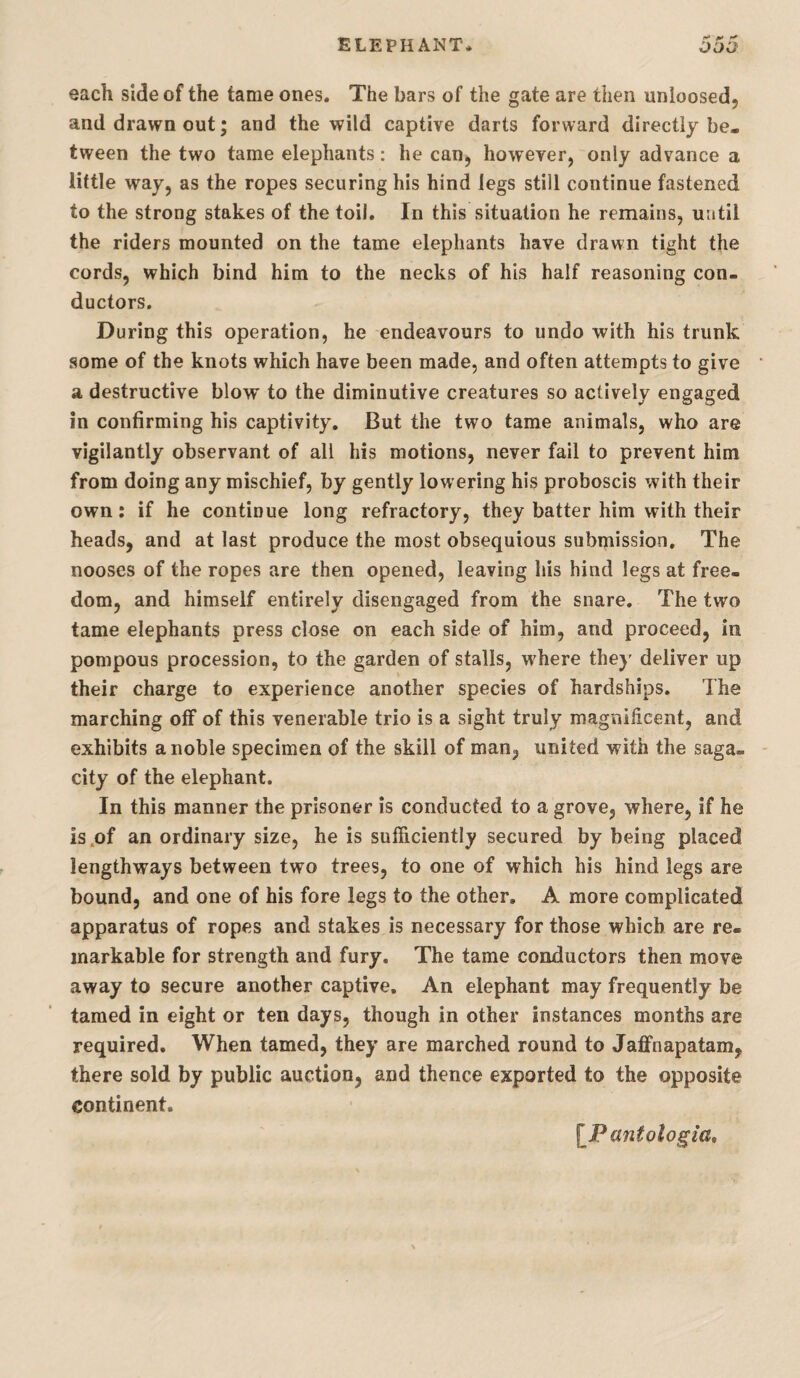 ^ each side of the tame ones. The bars of the gate are then unloosed, and drawn out; and the wild captive darts forward directly be¬ tween the two tame elephants; he can, however, only advance a little way, as the ropes securing his hind legs still continue fastened to the strong stakes of the toil. In this situation he remains, until the riders mounted on the tame elephants have drawn tight the cords, which bind him to the necks of his half reasoning con¬ ductors. During this operation, he endeavours to undo with his trunk some of the knots which have been made, and often attempts to give a destructive blow to the diminutive creatures so actively engaged in confirming his captivity. But the two tame animals, who are vigilantly observant of all his motions, never fail to prevent him from doing any mischief, by gently lowering his proboscis with their own: if he continue long refractory, they batter him with their heads, and at last produce the most obsequious submission. The nooses of the ropes are then opened, leaving liis hind legs at free¬ dom, and himself entirely disengaged from the snare. The two tame elephants press close on each side of him, and proceed, in pompous procession, to the garden of stalls, where they deliver up their charge to experience another species of hardships. The marching off of this venerable trio is a sight truly magnilicent, and exhibits a noble specimen of the skill of man, united with the saga¬ city of the elephant. In this manner the prisoner is conducted to a grove, where, if he is,of an ordinary size, he is sufficiently secured by being placed lengthways between two trees, to one of which his hind legs are bound, and one of his fore legs to the other, A more complicated apparatus of ropes and stakes is necessary for those which are re¬ markable for strength and fury. The tame conductors then move away to secure another captive. An elephant may frequently be tamed in eight or ten days, though in other instances months are required. When tamed, they are marched round to Jaffnapatam, there sold by public auction, and thence exported to the opposite continent. \^Pantologia»