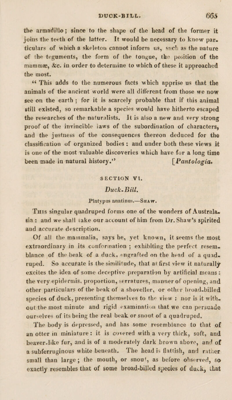 I DUCK-BILL. 655 the armadillo; since to the shape of the head of the former it joins tlie teeth of the latter. It would be necessary to know par¬ ticulars of which a skeleton cannot inform us, such as the nature of the teguments, the form of the tongue, the position of the mammae, &c. in order to determine to which of these it approached the most. “ This adds to the numerous facts which apprise us that the animals of the ancient world were all dilferent from those we now see on the earth ; for it is scarcely probable that if this animal still existed, so remarkable a species would have hitherto escaped the researches of the naturalists. It is also a new and very strong proof of the invincible laws of the subordination of characters, and the justness of the consequences thereon deduced for the classification of organized bodies : and under both these views it is one of the most valuable discoveries which have for a long time been made in natural history.” \_Pantologia» SECTION VI. Duck-Bill. Platypus anatinus.—Shaw. This singular quadruped forms one of the wonders of Australa. sia : and we shall take our account of him from Dr. Shaw’s spirited and accurate description. Of all the mammalia, says he, yet known, it seems the most extraordinary in its conforination ; exhibiting the perfect resem¬ blance of the beak of a duck, engrafted on the head of a quad¬ ruped. So accurate is the similitude, that at first view it naturally excites the idea of some deceptive preparation by artificial means: the very epidermis, proportion, serratures, manner of opening, and other particulars of the beak of a shoveller, or other broad-billed species of duck, presenting themselves to the view ; nor is it with¬ out the most minute and rigid examinatl iu that we can persuade ourselves of its being the real beak or snout of a quadruped. The body is depressed, and has some resemblance to that of an otter in miniature: it is covered with a very thick, soft, and beaver.like fur, and is of a moderately dark brown above, and of a sub ferruginous white beneath. The head is flattish, and r ither small than large; the mouth, or snou<, as before observed, so exactly resembles that of some broad-billed species of duck, ihat