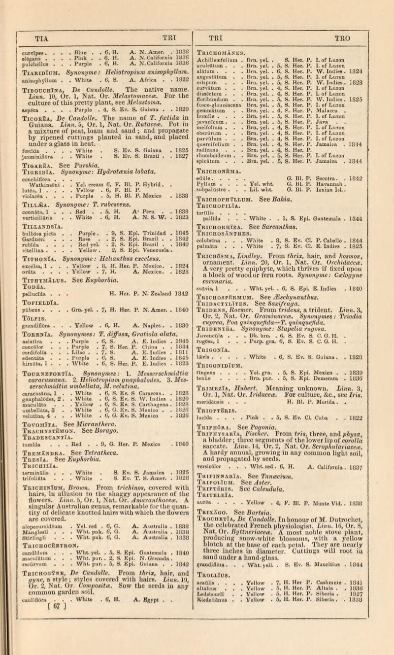 TIA Till TRI TRO currlpes. . • • Blue ■ . 6i H. A. N. Amer. • I83fi elegui* .... Pink . . 6. H. A. N. California 1836 pulchgllus . . . Purple . 6. H. A. N.Califurnia 1836 TiaridIum. Synonyme: Heliotropium anisophyllum. anisophyllutn . . White . 6> S. A. Africa . • 1822 TiBOUceiNA, De Candolle. The native name. Linn. 10, Or. 1, Nat. Or. Melastomacea. For the culture of this pretty plant, see Melastoma. asp^ra .... Purple . 4, S. Ev. S. GuisDa . . 1820 XicoBEA, Be Candolle. The name of T. fmtida in Guiana. Linn. 5, Or. 1, Nat, Or. Rutacea. Pot in a mixture of peat, loam and saud; and propagate by ripened cuttings planted in sand, and placed under a glass in heat. fccilda .... While . S. Ev. S. Guiana . 1825 ^Bsminiflura . . White . S. Ev. S. Brazil . . 1827 Tigabba. See Purshia. TigridIa. Synonyme: Ilydrotania lobata. conchiflOra . . . WatkinsOni . . Vel. cream 6. F. Bl. P. Hybrid, . luie», 1 . . . . Yellow . 6, F. Bl. P. violacfta .... Purple . 5, H. Bl. P. Mexico . 1838 Till^a. Synonyme: T.rubescens. connSte, 1 . . . Red . . 5, H. A* Peru . . 1838 verticiliAris . . White . 6, H. A. N. S. W. . 1823 TillaxosTa. biilbdsa picta . . Purple. . 9, S. Epi. Trinidad • 1845 Gardner! . . . Ro)>e . . 2, S. Epi. Brazil . . 1842 rublda .... Red yel. . 2, S. Epi. Brazil . . 1840 vitelllna .... Yellow . 2, S. Epi. Venezuela • TithonIa. Synonyme: Jlelianthus excelaus. excelsa, 1 . . . Yellow . 8, H. Her. P. Mexico. . 1824 orftU .... Yellow . 7> H, A. Mexico. . 1828 Tithvmalus. See Euphorbia. TodBa. pelluclda ... H. Her. P. N. Zealand 1842 TofieldIa. pubens .... Gm. yel. . 7t H. Her. P. N. Amer. . 1840 TOlpis. grandiOOra . . . Yellow . 6, H. A. Naples. . 1030 Tobb:«ia. Synonymes: T. diffusa, Graf iota alata. aeialloa . . . Purple . 6, S. A. £. Indies . 1845 concOlor . . . Purple . 7, 8. Her. P. China . . 1844 cordifolla . • . Lilac . . 7* 8. A. E. Indies . 1811 edenUta . . . Purple . 6, S. A. K. Indies . 1845 hirsAtat 1 . . . AVbile . 6, 8. Her. P. E. Indies . 1823 ToubsepobtIa. Synonymes: 1. Messerschmidtia caracassana. 2. Heliotropium pnaphalodes. 3. Mes- serschmidtia umbellata, M. velutina. caracssAna, 1 . . White . 0, 8. Kv. 8 Caraccss. . 1028 gnaphalOdes, 2. . White . 6, 8. Kv. 8. W. Indies . 1820 macul&ta . . . Yellow . 6. 8. Ev. 8. Carthagenn . 1B2B umbellata, 3 « • White . 6, 0, Kv. 8. Mexico . . 1826 velutina, 4 .. . While . O', U. Ev. 8. Mexico . 1826 Tovomita. See Micranthera. TbachvstSmon. See Borayo. TbadebcantIa. lumlda . • • Red . . 9, 0. Her. P. Mexico . 1840 TbemX:«dba. See Tetratheca. TresIa. See Euphorbia. TbicuilIa. termin&lU • . . White . S. Kv. 8. Jamaica . 1825 trifuliftla . . . While . 8. Kv. T. 8. Amer. . 1828 TbicuinTum, Broten. From trichinos, covered with hairs, in allusion to the shaggy appearance of the flowers. Linn, Or. 1, Nat. Or. Amuranthacece. A singular Australian genus, remarkable for the qimn* tity of delicate knotted hairs with which the flowers are covered. alopecuroideum . Yel. red . 6, C. A. Australia . 1838 ManglesU . . . Wht. pnk. 0, 0. A. Auatralia . 1838 Htirlingli . . . Wilt pnk. 6, 0. A. Australia . 1830 TBICHOCBffTROW. candldum . . . Wht. yeL . 5, 8. Epi. Ouatemnia . 1040 jnaculfttum . . . Wht. pur.. 2, 8. Kpl. N. Grenada . recCirvum . . . Wht pur.. 6, 8. Kpl. Guiana . . 1642 Taicuoofnii, De Candolle. From thrix, hair, and yyne, h tty]o.; styles covered with hairs. Linn.VJ, Or. 2, Nat. Or Composita. Sow the seeds in any common garden soil. [ 07 ] TniCHO.MANES. Achilleiefollum . Tlrn. yeL . S. Her. P. I. of Luzon aculefitum . . . Brn. yel. . 6, S. Her. P. 1. of Luzon alAtum .... Urn. yel. . 6, 8. Her. K W. Indies . 1824 angu&tatum . . Brn. yeL . 5, S. Her. P. I. of Luzuo crixpum . . . Hrii. yel. . 5, 8. Her. P. W. Indies. 1828 curvAtum . . . Urn. yel. . 4, 8. Her. P. I. of Luzon diss^ctum . . . Brn. yel. . 4, S. Her. P. I. of Luzon floribundum . . Bin. yel. . 5, 8. Her. P. W. Indies. 1825 fuNco-glaucAscens Urn. yel. . 6, S. Her. P. I. of Luzon gemm&tum . . Brn. yel. . 4, 8. Her. P. Malacca . nnmile .... Urn. yel. . 5, S. Her. P. I. of Luzon javanicum. . . Brn. yel. . 5, S. Her. F. Java meifotlum . . . Brn. yel. . 4, S. Her. P. I. of Luzon obscurum . . . Bm. yel. . 4, S. Her. P. I. of Luzon parvulum . . . Bm. yel. . 4, S. Her. P. I. of Luzon quercifollum . . Brn. yel. . 4, S. Her. P. Jamaica . 1844 radicans . . . Brn. yeL . 4, S. Her. P. rbomboldeum . . Brn. yeU . 6, S. Her. P. I. of Luzon spic&tum . . . Brn. yeL . 5, S. Her. P. Jamaica . 1844 Tbichonema. edale. 0. Bl. P. Socotra. . 1842 Pylliim .... Yel. wht G. BL P. Havannah . Bubpaluslre . . . Lil. wht 0. Bl. P. Ionian Isl,. Tricuoph?llum. See Bahia. TRICHoriLIA. tortSIis .... pallida . . . White . . 1, S. KpL Guatemala . 1844 Trichorhiza. See Sarcanthus. Tricuosantues. colubrina . . . White . 8. S. Ev. Cl. P. Cabello . 1844 palmfita . . . White . 7, S. Ev. Cl. E. Indies . 1825 TBicu5sM.t, Lmdley. From thrix, hair, and /cosmos, ornament. Linn. 20, Or. 1, Nat. Or. Orchidacea. A very pretty eniphyte, which thrives if fixed upon a block of wood or fern roots. Synonyme: Caloyyne coronaria. sufivis, 1 . . . Wilt yeL . 6, S. Epi. £. Indies . 1840 Tbichospkrmum. See jEschynanthus. TbidactylTtes. See Saxi/raga. Tride.n 8, itoemer. From fride/iA, a trident. Ztnn. 3, Or. 2, Nat. Or. Gramhiacece. Synonymes: Triodia cuprea, Poa quinquejida—T. quinquejiaa. Tkiuentea. Synonyme: Stapetia rugosa. Juvencula . . . Dk. brn. . 6, 8. Kv. 8. C. 0. H. . rugOsa, 1 ... Purp. grn. 6, 8. Kv. S. C. 0. H. . TrioonTa. lievis.White . 6, 8. Kv. 8. Guiana . . 1820 TrigonidTum, rlngene .... Yel. grn. . 5, S. Kpi. Mexico . . 1839 tenQe .... Urn. pur. . 6, 8. Kpi, Demernra . 1836 TbimezIa, Hubert. Meaning unknown. Linn. 3, Or. 1, Nat. Or. Iridacea. For culture, &c., see Iris. meridensie ... H. Bl. P. Merida. , TkioptSbis. luclda .... Pink . . 5, 8. Kv. Ch Cuba . . 1822 TbipiiOra. See Pognnia. TbipuysarTa, Fischer. From fn>, three, and pAysa, a bladder; three segments of thelower lip of corof/a Baccate. Linn. M, Or. 2, Nat. Or. Scrophulariacete. A hardy annual, growing in any common light soil, and propagated by seeds. versicolor . . . Wht red. 0, H. A. California. 1037 TiiiriNNAnTA. See Tancecium. ThipoUum. See Aster. Tbiptebis. Sec Calendula. TkiteleIa. tturea .... Yellow . 4, F. Bl. P. Monte VId.. 1838 TbixXoo. Sec Dartsia. TKOciiBTlA, De Candolle. In honour of M. Dutrochet, the celebrated French physiologist. Linn. 16, Or. 8, Nat. Or. Uyttneriacea. A most noble stove plant, nroducing snow-white blossoms, with a yellow blotch at the base of eat:h petal. They arc nearly three inches in diameter. Cuttings will rout in sand under a hand-glass. grandillOra . . . Wht. yell. . 8. Ev. S. ALiuritiue . 1844 TbollTi/s. Acafllis .... Yellow . 7, H. Her P. Casliniora . 1841 nitalciie . . . Yellow . 5, H. Her. P. Altnia . . 1836 Ledehourll . .Yellow . 6, H. Her. P. Hiheria . 1827