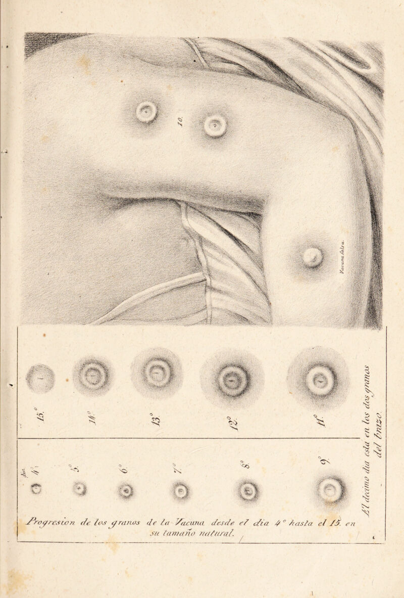-/ro/resLon de ¿os ¿/ranos de ¿a /¿¿cana desde e¿ día d ° das la el //. en su ¿amano natural. , i * \ ■ ' i \ / 7 decano día es la en los dos ¿/ ranos