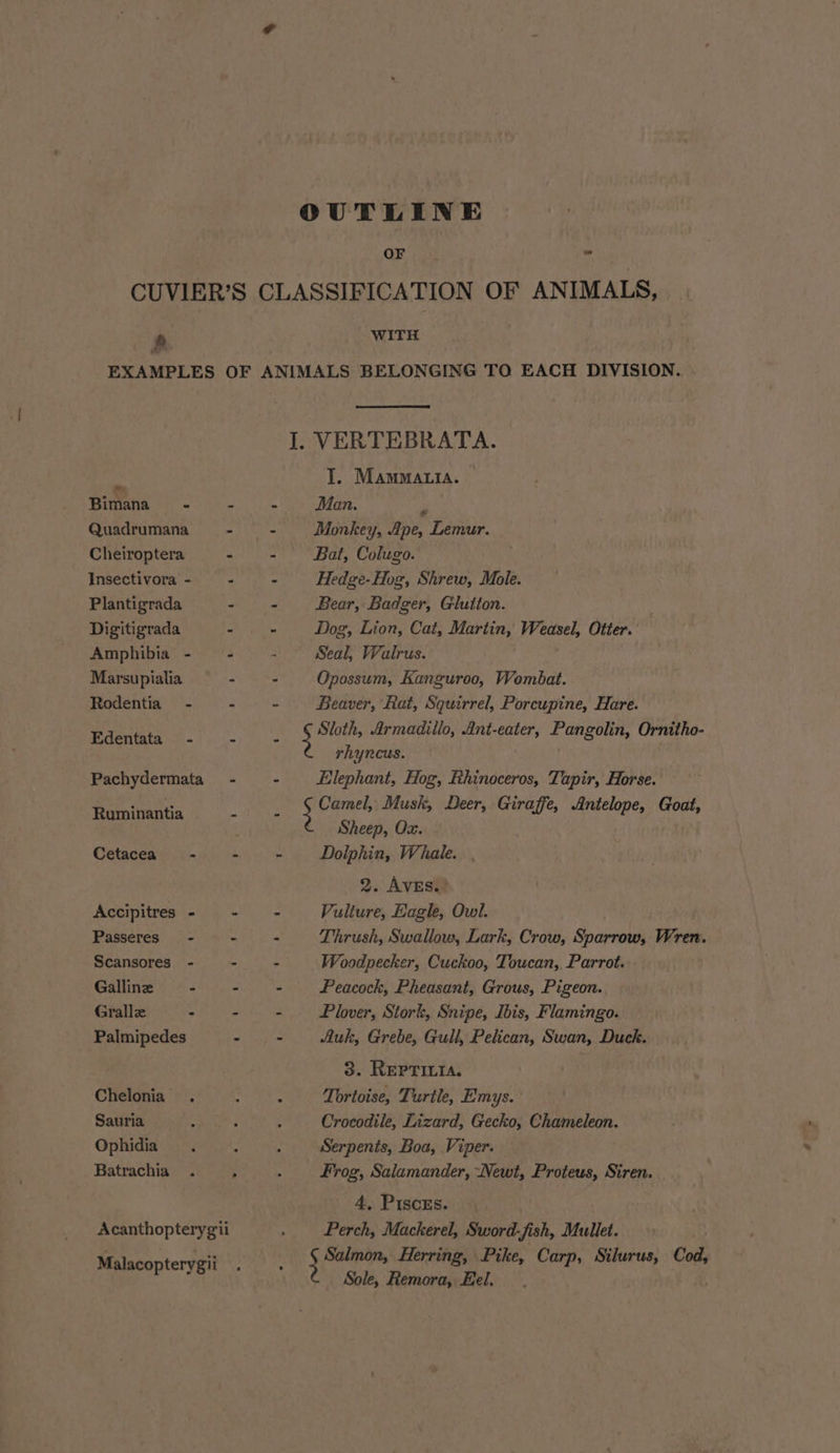 OUTLINE OF 1 &amp; a EXAMPLES Bimana - Quadrumana Cheiroptera Insectivora - Plantigrada Digitigrada Amphibia - Marsupialia Rodentia - Edentata’- Pachydermata Ruminantia Cetacea Accipitres - Passeres - Scansores - Galline Gralle - Palmipedes Chelonia Sauria Ophidia Batrachia Acanthopterygii Malacopterygii WITH OF ANIMALS BELONGING TO EACH DIVISION. I. VERTEBRATA. I. Mammatia. - - Man. . - + Monkey, Ape, Lemur. - - Bat, Colugo. - - Hedge-Hog, Shrew, Mole. - - Bear, Badger, Glutton. E Dog, Lion, Cat, Martin, Weasel, Otter. : Seal, Walrus. oes Opossum, Kanguroo, Wombat. - - Beaver, Rat, Squirrel, Porcupine, Hare. f : Fai Armadillo, Ant-eater, Pangolin, Ornitho- rhyncus. ‘ - Elephant, Hog, Rhinoceros, Tapir, Horse. Camel, Musk, Deer, Giraffe, Antelope, Goat, [ Sheep, Ox. - + Dolphin, Whale. 2. AvEs. - Vulture, Eagle, Owl. “ &lt; Thrush, Swallow, Lark, Crow, Sparrow, Wren. - - Woodpecker, Cuckoo, Toucan, Parrot. - - Peacock, Pheasant, Grous, Pigeon. - - Plover, Stork, Snipe, Ibis, Flamingo. “ - Auk, Grebe, Gull, Pelican, Swan, Duck. 3. REPTILIA. Tortoise, Turtle, Emys. Crocodile, Lizard, Gecko, Chameleon. Serpents, Boa, Viper. : ‘ Frog, Salamander, Newt, Proteus, Siren. 4, Pisczs. Perch, Mackerel, Sword-fish, Mullet. Salmon, Herring, Pike, Carp, Silurus, Cod, Sole, Remora, Eel.
