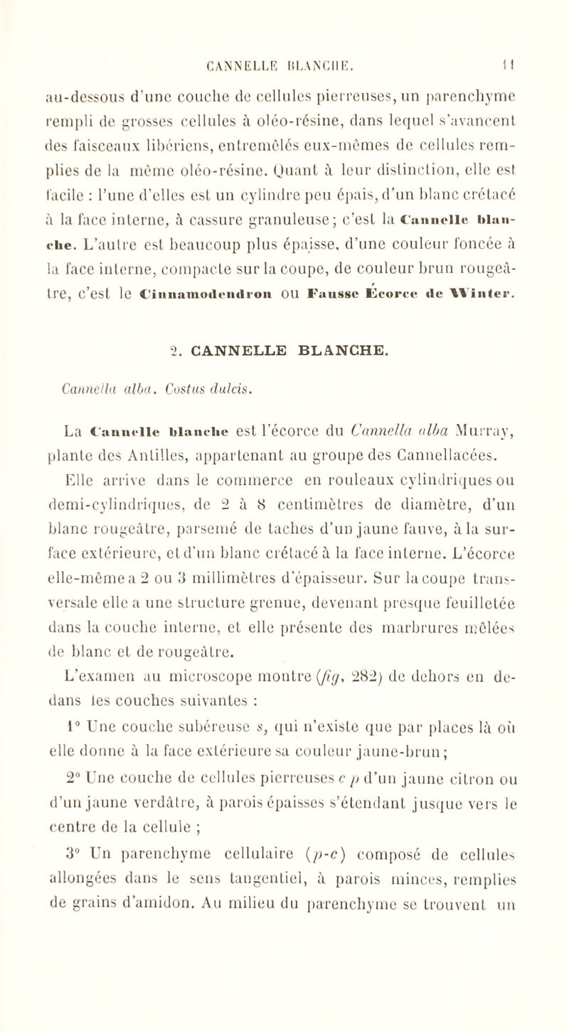 CANNELLE IlLANCIIK. i I au-dessous d'une couche de cellules pierreuses, un parenchyme rempli de grosses cellules â oléo-résine, dans lequel s’avancent des faisceaux libériens, entremêlés eux-mêmes de cellules rem¬ plies de la même oléo-résine. Quant à. leur distinction, elle est facile : l’une d'elles est un cylindre peu épais, d’un blanc crétacé â la face interne, â cassure granuleuse; c’est la Cannelle blan¬ che. L’autre est beaucoup plus épaisse, d’une couleur foncée à la face interne, compacte sur la coupe, de couleur brun rouge⬠tre, c’est le Cinnamoilendron OU Fausse Écorce de Winter. 2. CANNELLE BLANCHE. Cannella alba. Costus dulcis. La Cannelle blanche est l’écorce du Cannella alba Murray, plante des Antilles, appartenant au groupe des Cannellacées. Elle arrive dans le commerce en rouleaux cylindriques ou demi-cylindriques, de 2 à S centimètres de diamètre, d’un blanc rougeâtre, parsemé de taches d’un jaune fauve, à la sur¬ face extérieure, et d’un blanc crétacé â la face interne. L’écorce elle-même a 2 ou 3 millimètres d’épaisseur. Sur la coupe trans¬ versale elle a une structure grenue, devenant presque feuilletée dans la couche interne, et elle présente des marbrures mêlées de blanc et de rougeâtre. L’examen au microscope montre (fig, 282) de dehors en de¬ dans les couches suivantes : 1° Une couche subéreuse s, qui n’existe que par places lâ où elle donne â la face extérieure sa couleur jaune-brun; 2° Une couche de cellules pierreuses c p d’un jaune citron ou d’un jaune verdâtre, à parois épaisses s’étendant jusque vers le centre de la cellule ; 3° Un parenchyme cellulaire (p-c) composé de cellules allongées dans le sens tangentiel, â parois minces, remplies de grains d’amidon. Au milieu du parenchyme se trouvent un
