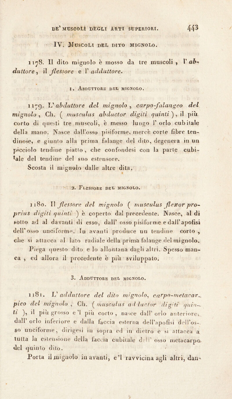 IV. Muscoli del dito mignolo. ì \ 1178. Il dito mignolo è mosso da tre muscoli , V ab¬ duttore, il flessore e V adduttore. 1. Abduttore der mignolo. ii-jq. L’abduttore del mignolo, carpo-falangeo del mignolo , Cli. ( musculus ab du et or digiti quinti ) , il più corto di questi tre muscoli, è messo lungo 1’ orlo cubitale della mano. Nasce dall’osso pisiforme, mercè corte fibre len¬ dinose, e giunto alla prima falange del dito, degenera in un picciolo tendine piatto, che confondesi con la parte cubi¬ tale del tendine del suo estensore. Scosta il mignolo dalle altre dita. « 2. Flessore del mignolo. m8o. Wfles sore del mignolo ( musculus flexor pro- prius digiti quinti ) è coperto dal precedente. Nasce, al di sotto ad al davanti di esso, dall’ osso pisiforme e dali’apofisi dell’osso unciforrne. In avanti produce un tendine corto 7 che si attacca al lato radiale della prima falange del mignolo. Piega questo dito e lo allontana dagli altri. Spesso man¬ ca , ed allora il precedente è più sviluppato. 3. Adduttore del mignolo. 1181. V adduttore del dito mignolo, carpo-metarar^ pieo del mignolo , Cb. ( musculus ad luclnr digiti quin-*. ti ), il più grosso e’l più corto, nasce dall’orlo anteriore*, dall’ orlo inferiore e dalla faccia esterna dell’apofìsi deìi’os-. so unciforrne, dirigesi in sopra ed ni dietro e si attacca a tutta la estensione della faccia cubitale dell’ osso metacarpo, del quinto dito. * . Porta il mignolo in avanti, e’i ravvicina agli altri, dan*