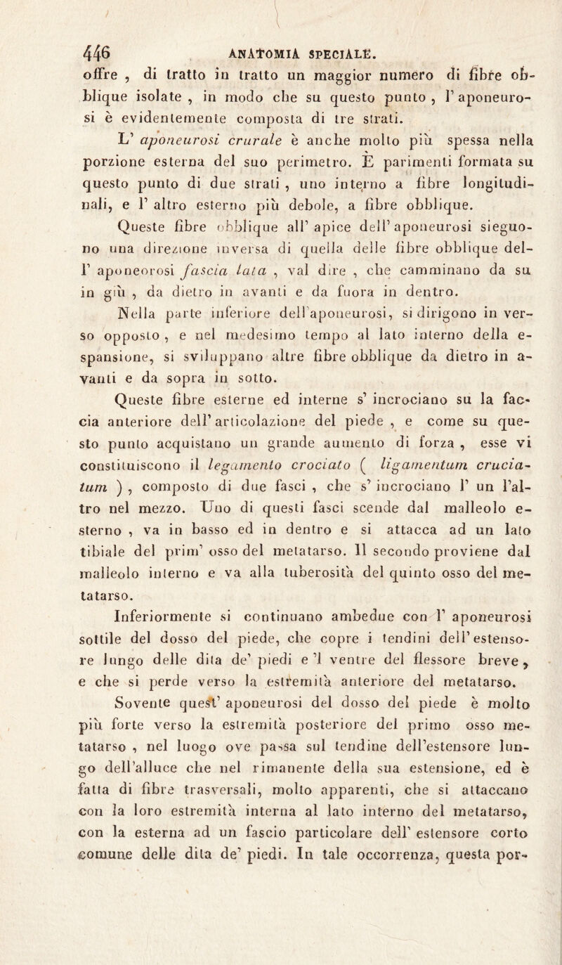 offre , di tratto in tratto un maggior numero di fibre ob- blique isolate , in modo che su questo punto , f aponeuro¬ si è evidentemente composta di tre strati. L1 aponeurosi crurale e anche molto piu spessa nella porzione esterna del suo perimetro. È parimenti formata su questo punto di due strali , uno interno a fibre longitudi¬ nali, e F altro esterno più debole, a fibre obblique. Queste fibre obblique alf apice dell1 aponeurosi sieguo- no una direzione inversa di quella delle fibre obblique del— l1 aponeurosi fascia lata , vai dire , che camminano da su in giù , da dietro in avanti e da fuora in dentro. Nella parte inferiore dell aponeurosi, si dirigono in ver¬ so opposto , e nel medesimo tempo al lato interno della e- spansione, si sviluppano altre fibre obblique da dietro in a- vanli e da sopra in sotto. Queste fibre esterne ed interne s’ incrociano su la fac¬ cia anteriore dell’articolazione del piede , e come su que¬ sto punto acquistano un grande aumento di forza , esse vi constitniscono il legamento crociato ( ligamentum crucia- turn ) , composto di due fasci , che s1 incrociano f un l’al- tro nel mezzo. Uno di questi fasci scende dal malleolo e- sterno , va in basso ed in dentro e si attacca ad un lato tibiale del prim’ osso del metatarso. 11 secondo proviene dal malleolo interno e va alla tuberosità del quinto osso del me¬ tatarso. Inferiormente si continuano ambedue con f aponeurosi sottile del dosso del piede, che copre i tendini dell1 estenso¬ re lungo delle dila de’ piedi ed ventre del flessore breve y e che si perde verso la estremità anteriore del metatarso. Sovente quest1 aponeurosi del dosso del piede è molto più forte verso la estremità posteriore del primo osso me¬ tatarso , nel luogo ove passa sul lendine dell’estensore lun¬ go dell'alluce che nel rimanente delia sua estensione, ed è fatta di fibre trasversali, molto apparenti, che si attaccano con la loro estremità interna al lato interno del metatarso, con la esterna ad un fascio particolare dell' estensore corto comune delle dila de’ piedi. In tale occorrenza, questa por-