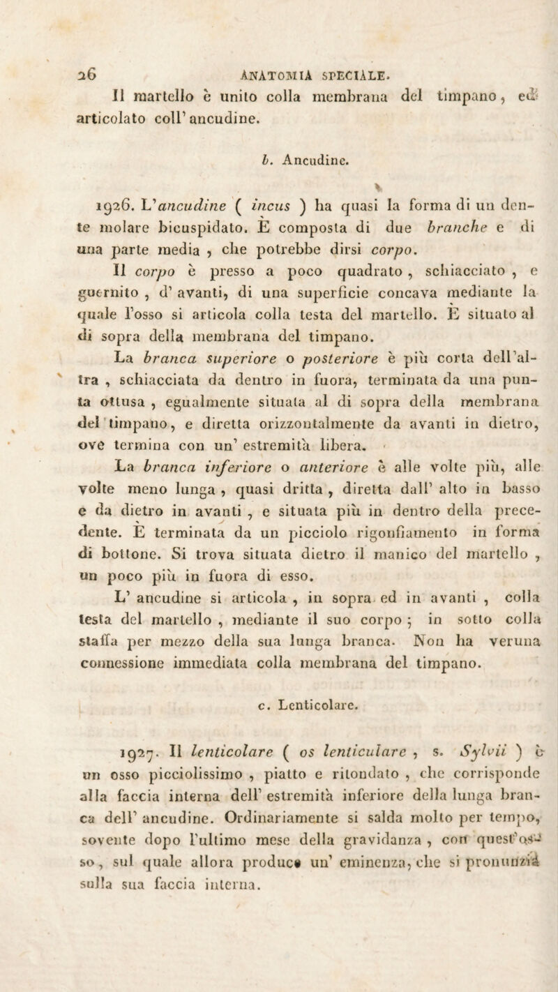 Il martello è unito colla membrana del tìmpano, ed articolato coir ancudine. b. Ancudine. * 1926. L1ancudine ( incus ) ha quasi la forma di un den¬ te molare bicuspidato, E composta di due branche e di una parte media , che potrebbe dirsi corpo. Il corpo è presso a poco quadrato , schiacciato , e guernito , d1 avanti, di una superfìcie concava mediante la quale l’osso si articola colla testa del martello. E situato al di sopra della membrana del timpano. La branca superiore o posteriore è piu corta dell al- tra , schiacciata da dentro in fuora, terminata da una pun¬ ta ottusa , egualmente situata al di sopra della membrana del timpano, e diretta orizzontalmente da avanti in dietro, ove termina con un’ estremità libera. La branca inferiore o anteriore è alle volte più, alle volte meno lunga , quasi dritta , diretta dall’ alto in basso e da dietro in avanti , e situala più in dentro della prece¬ dente. E terminata da un picciolo rigonfiamento in forma di bottone. Si trova situata dietro il manico del martello , un poco più in fuora di esso. L1 ancudine si articola , in sopra ed in avanti , colla lesta del martello , mediante il suo corpo } in sotto colia stalla per mezzo della sua lunga branca- Non ha veruna connessione immediata colla membrana del timpano. c. Lcnticolare. 1927. Il lenticolare ( os lenticularc , s. Sylvii ) b un osso picciolissimo , piatto e rilondato , che corrisponde alla faccia interna dell1 estremità inferiore della lunga bran¬ ca deir ancudine. Ordinariamente si salda molto per tempo, sovente dopo ['ultimo mese della gravidanza , con quest'oc so, sul quale allora produci un1 eminenza, che si pronunziò sulla sua faccia interna.