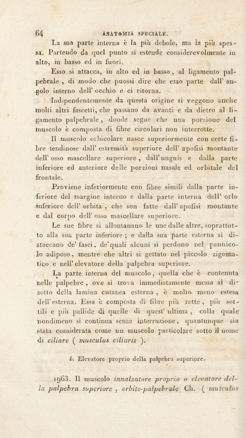 La sua parte interna è la più debole, ma la più spes¬ sa. Partendo da quel punto si estende considerevolmente in alto, in basso ed in fuori. Esso si attacca, in alto ed in basso , al ligamento pal¬ pebrale , di modo che puossi dire che esso parte dall1 an¬ golo interno dell1 occhio e ci ritorna. Indipendentemente da questa origine si veggono anche molti altri fascetli, che passano da avanti e da dietro al li¬ gamento palpebrale , donde segue che una porzione del muscolo è composta di. fibre circolari non interrotte. Il muscolo orbicolare nasce superiormente con certe fi¬ bre lendinose dall1 estremità, superiore dell1 apofisi montante dell1 osso mascellare superiore, dall1 unguis e dalla parte inferiore ed anteriore delle porzioni nasale ed orbitale del frontale. Proviene inferiormente con fibre simili dalla parte in¬ feriore del margine interno e dalla parte interna dell1 orlo inferiore dell1 orbita , che son fatte dall1 apofisi montante e dal corpo dell1 osso mascellare superiore. Le sue fibre si allontanano le une dalle altre, soprattut¬ to alla sua parte inferiore ; e dalla sua parte esterna si di¬ staccano de1 fasci, de1 quali alcuni si perdono nel pannico¬ lo adiposo, mentre che altri si gettato nel piccolo zigoma¬ tico e nell1 elevatore delia palpebra superiore. La parte interna del muscolo, quella che è contenuta nelle palpebre , ove si trova immediatamente messa al di' sotto della lamina cutanea esterna , è mollo meno estesa dellesterna. Essa c composta di fibre più rette, piti sot¬ tili e più pallide di quelle di quest1 ultima , colla quale nondimeno si continua senza interruzione, quantunque sia stata considerala come un muscolo particolare sotto il nome di ciliare ( musculus ciliaris ). b. Elevatore proprio della palpebra supcriore. ]q63. Il muscolo innalzatore proprio o elevatore del¬ la palpebra superiore , orbiio-paìpcbrule Ch. ( musculus