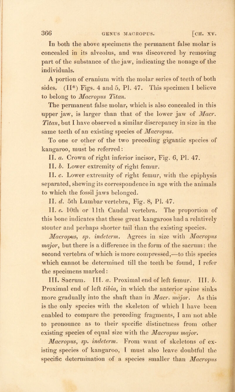 Tn both the above specimens the permanent false molar is concealed in its alveolus, and was discovered by removing part of the substance of the jaw, indicating the nonage of the individuals. A portion of cranium with the molar series of teeth of both sides. (II*) Figs. 4 and 5, PI. 47. This specimen I believe to belong to Macropus Titan. The permanent false molar, which is also concealed in this upper jaw, is larger than that of the lower jaw of Macr. Titan, but I have observed a similar discrepancy in size in the same teeth of an existing species of Macropus. To one or other of the two preceding gigantic species of kangaroo, must be referred: II. a. Crown of right inferior incisor, Fig. 6, PI. 47. II. h. Lower extremity of right femur. II. c. Lower extremity of right femur, with the epiphysis separated, shewing its correspondence in age with the animals to which the fossil jaws belonged. II. d. 5th Lumbar vertebra. Fig. 8, PI. 47. II. e. lOth or 11th Caudal vertebra. The proportion of this bone indicates that these great kangaroos had a relatively stouter and perhaps shorter tail than the existing species. Macropus, sp. indeterm. Agrees in size with Macropus major, but there is a difference in the form of the sacrum : the second vertebra of which is more compressed,—to this species which cannot be determined till the teeth be found, I refer the specimens marked: III. Sacrum. III. «. Proximal end of left femur. III. Proximal end of left tihia, in which the anterior spine sinks more gradually into the shaft than in Macr. major. As this is the only species with the skeleton of which I have been enabled to compare the preceding fragments, I am not able to pronounce as to their specific distinctness from other existing species of equal size with the Macropus major. Macropus, sp. indeterm. From want of skeletons of ex¬ isting species of kangaroo, I must also leave doubtful the specific determination of a species smaller than Macropus