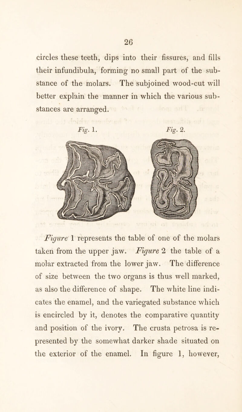 circles these teeth, dips into their fissures, and fills their infundibula, forming no small part of the sub¬ stance of the molars. The subjoined wood-cut will better explain the manner in which the various sub¬ stances are arranged. Fig. 1. Fig. 2. Figure 1 represents the table of one of the molars taken from the upper jaw. Figure 2 the table of a molar extracted from the lower jaw. The difference of size between the two organs is thus well marked, as also the difference of shape. The white line indi¬ cates the enamel, and the variegated substance which is encircled by it, denotes the comparative quantity and position of the ivory. The erusta petrosa is re¬ presented by the somewhat darker shade situated on the exterior of the enamel. In figure 1, however,