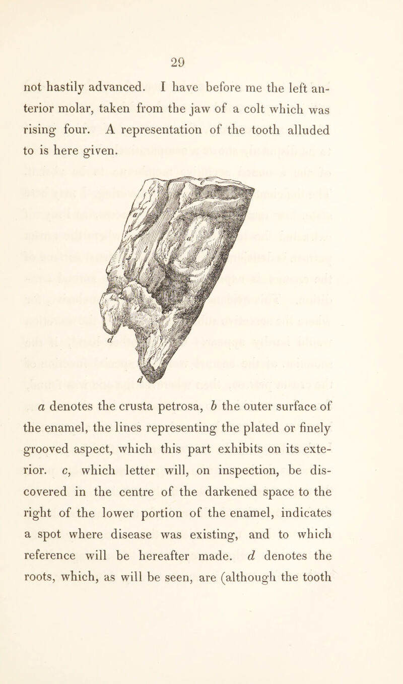 not hastily advanced. I have before me the left an¬ terior molar, taken from the jaw of a colt which was rising four. A representation of the tooth alluded to is here given. a denotes the crusta petrosa, b the outer surface of the enamel, the lines representing the plated or finely grooved aspect, which this part exhibits on its exte¬ rior. c, which letter will, on inspection, be dis¬ covered in the centre of the darkened space to the right of the lower portion of the enamel, indicates a spot where disease was existing, and to which reference will be hereafter made, d denotes the roots, which, as will be seen, are (although the tooth