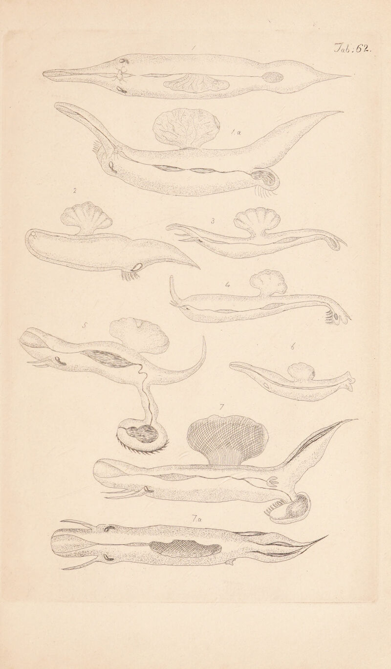 ••• • . ■ Jah.S'i.