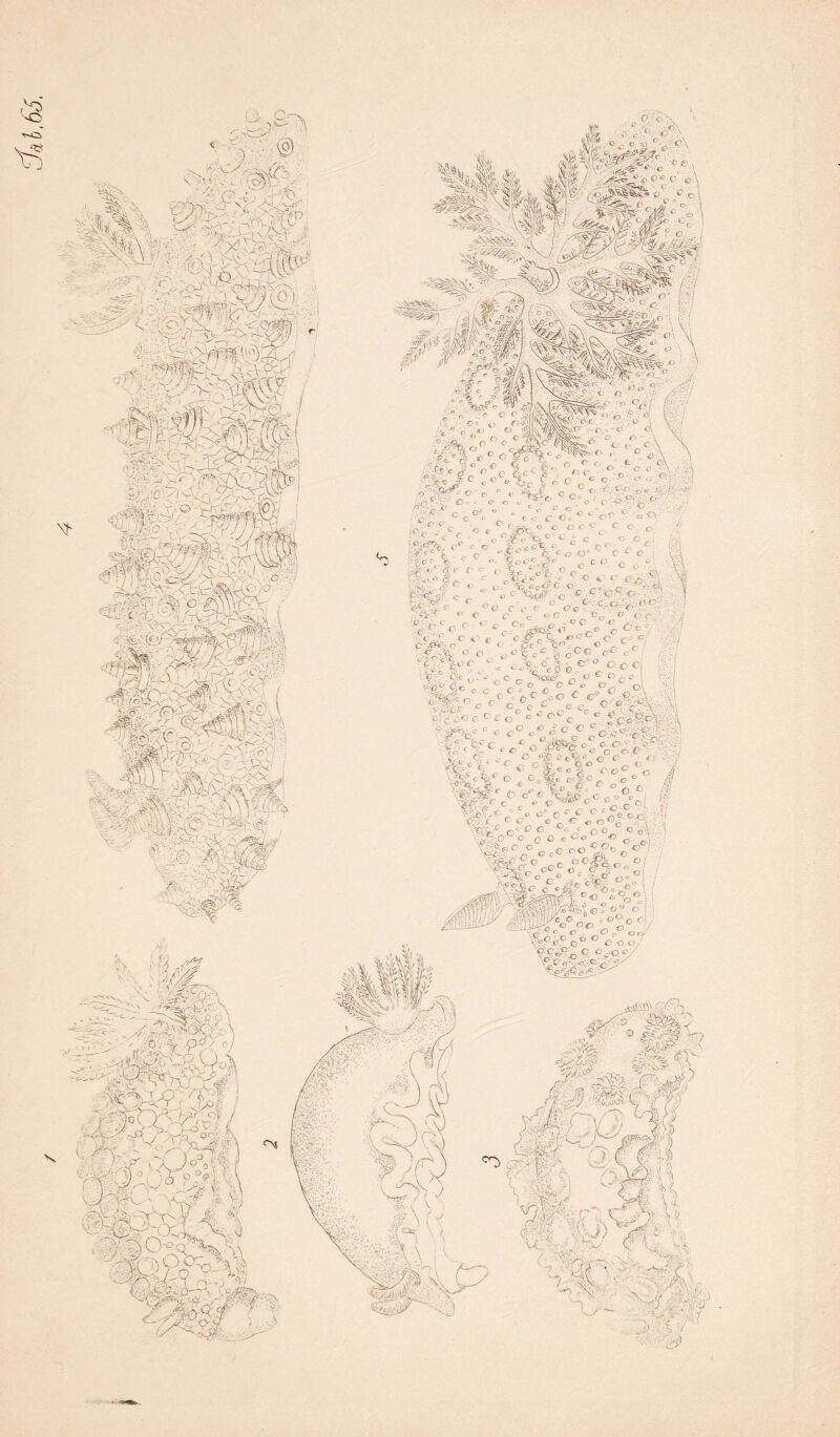 §&>■ o 1 «.cf^ :¥ <-~c •tc\.