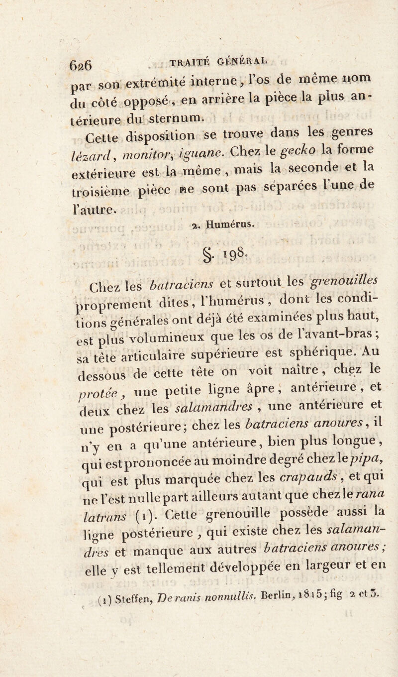 par son extrémité interne, l’os de même nom du côté opposé, en arrière la pièce la plus an¬ térieure du sternum. Cette disposition se trouve dans les genres lézard, monitor, iguane. Chez le gecko la forme extérieure est la même , mais la seconde et la troisième pièce »e sont pas séparées lune de l’autre. a. Humérus. Chez les batraciens et surtout les grenouilles proprement dites, l’humérus 5 dont les condi¬ tions générales ont déjà été examinées plus haut, est plus volumineux que les os de l’avant-bras ; sa tête articulaire supérieure est sphérique. Au dessous de cette tête on voit naître, chez le protée, une petite ligne âpre, antérieure , et deux chez les salamandres , une antérieure et une postérieure; chez les batraciens anoures ^ il n’y en a qu’une antérieure, bien plus longue, qui est prononcée au moindre degré chez le pipa, qui est plus marquée chez les crapauds , et qui ne l’est nulle part ailleurs autant que chez le rana latrans (1). Cette grenouille possède aussi la ligne postérieure , qui existe chez les salaman¬ dres et manque aux autres batraciens anoures, elle y est tellement développée en largeur et en ( 1) Steffen, De ranis nonnullis. Berlin, 1815; fig 2 et 5.