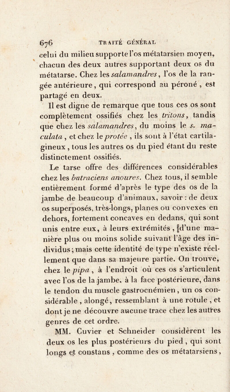 celui du milieu supporte l’os métatarsien moyenT chacun des deux autres supportant deux os du métatarse. Chez les salamandres, l’os de la ran¬ gée antérieure, qui correspond au péroné , est partagé en deux. Il est digne de remarque que tous ces os sont complètement ossifiés chez les tritons, tandis que chez les salamcmdres, du moins le s. ma- culata , et chez leprotée , ils sont à l’état cartila¬ gineux , tous les autres os du pied étant du reste distinctement ossifiés. Le tarse offre des différences considérables chez les batraciens anoures. Chez tous, il semble entièrement formé d’après le type des os de la jambe de beaucoup d’animaux, savoir : de deux os superposés, très-longs, planes ou convexes en dehors, fortement concaves en dedans, qui sont unis entre eux, à leurs extrémités , fd’une ma¬ nière plus ou moins solide suivant l’âge des in¬ dividus; mais cette identité de type n’existe réel¬ lement que dans sa majeure partie. On trouve, chez le pipa, à l’endroit où ces os s’articulent avec l’os de la jambe, à la face postérieure, dans le tendon du muscle gastroenémien, un os con¬ sidérable , alongé, ressemblant à une rotule , et dont je ne découvre aucune trace chez les autres genres de cet ordre. MM. Cuvier et Schneider considèrent les deux os les plus postérieurs du pied , qui sont longs et constans , comme des os métatarsiens,