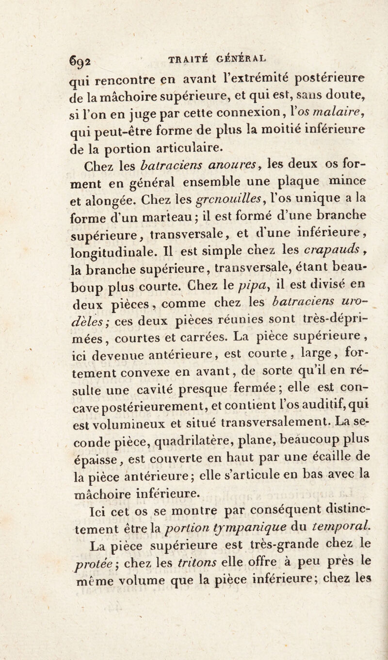 qui rencontre en avant l’extrémité postérieure de la mâchoire supérieure, et qui est, sans doute, si l’on en juge par cette connexion, l’os malaire, qui peut-être forme de plus la moitié inférieure de la portion articulaire. Chez les batraciens anoures, les deux os for¬ ment en général ensemble une plaque mince et alongée. Chez les grenouilles, Vos unique a la forme d’un marteau ; il est formé d’une branche supérieure, transversale, et d’une inférieure, longitudinale. Il est simple chez les crapauds, la branche supérieure, transversale, étant beau- boup plus courte. Chez le pipa, il est divisé en deux pièces, comme chez les batraciens uio~~ deles; ces deux pièces réunies sont très-dépri¬ mées, courtes et carrées. La pièce supérieure, ici devenue antérieure, est courte, large, for¬ tement convexe en avant, de sorte qu’il en ré¬ sulte une cavité presque fermée ; elle est con¬ cave postérieurement, et contient 1 os auditif, qui est volumineux et situé transversalement. La se¬ conde piece, quadrilatère, plane, beaucoup plus épaisse, est couverte en haut par une écaillé de la pièce antérieure; elle s’articule en bas avec la mâchoire inférieure. Ici cet os se montre par conséquent distinc¬ tement être la portion tympanique du temporal. La pièce supérieure est très-grande chez le protée ; chez les tritons elle offre à peu près le même volume que la pièce inférieure; chez les