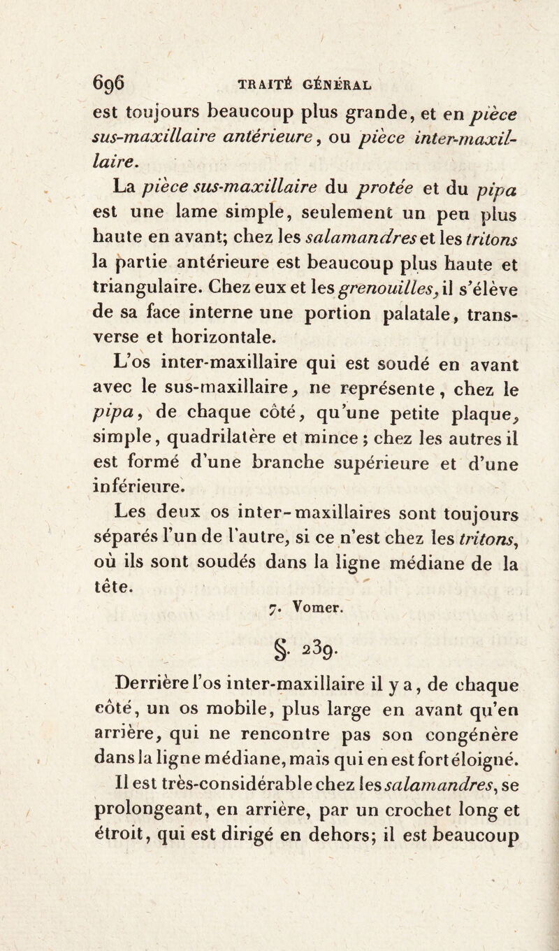 est toujours beaucoup plus grande, et en pièce sus-maxillaire antérieure, ou pièce inter-maxil¬ laire. La pièce sus-maxillaire du protée et du pipa est une lame simple, seulement un peu plus haute en avant; chez les salamandres et les tritons la partie antérieure est beaucoup plus haute et triangulaire. Chez eux et les grenouilles, il s'élève de sa face interne une portion palatale, trans¬ verse et horizontale. L’os inter-maxillaire qui est soudé en avant avec le sus-maxillaire, ne représente, chez le pipa, de chaque côté, qu’une petite plaque, simple, quadrilatère et mince; chez les autres il est formé d’une branche supérieure et d’une inférieure. Les deux os inter-maxillaires sont toujours séparés l’un de l’autre, si ce n’est chez les tritons, où ils sont soudés dans la ligne médiane de la tête. 7. Vomer. §. 23g. Derrière l’os inter-maxillaire il y a, de chaque côté, un os mobile, plus large en avant qu’en arrière, qui ne rencontre pas son congénère dans la ligne médiane, mais qui en est fort éloigné. Il est très-considérable chez les salamandres, se prolongeant, en arrière, par un crochet long et étroit, qui est dirigé en dehors; il est beaucoup