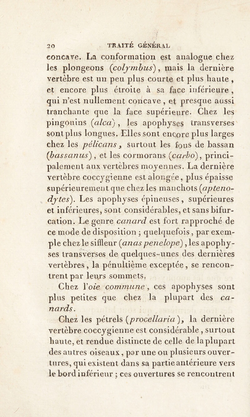 concave. La conformation est analogue chez les plongeons (coljmbus), mais la dernière vertèbre est un peu plus courte et plus haute , et encore plus étroite à sa face inférieure , qui n’est nullement concave , et presque aussi tranchante que la face supérieure. Chez les pingouins (alca) , les apophyses transverses sont plus longues. Elles sont encore plus larges chez les pélicans, surtout les fous de hassan (b as s an us) , et les cormorans Çcarho), princi¬ palement aux vertèbres moyennes. La dernière vertèbre coccygienne est alongée, plus épaisse supérieurement que chez ies manchots (’apteno- djtes). Les apophyses épineuses, supérieures et inférieures, sont considérables, et sans bifur¬ cation. Le genre canard est fort rapproché de ce mode de disposition • quelquefois, par exem¬ ple chez le sifïleur (anas penelope) , les apophy¬ ses transverses de quelques-unes des dernières vertèbres, la pénultième exceptée, se rencon¬ trent par leurs sommets. Chez Voie commune, ces apophyses sont plus petites que chez la plupart des ca¬ nards. Chez les pétrels (procellarici), la dernière vertèbre coccygienne est considérable , surtout haute, et rendue distincte de celle de la plupart des autres oiseaux, par une ou plusieurs ouver¬ tures, qui existent dans sa partie antérieure vers le bord inférieur ; ces ouvertures se rencontrent