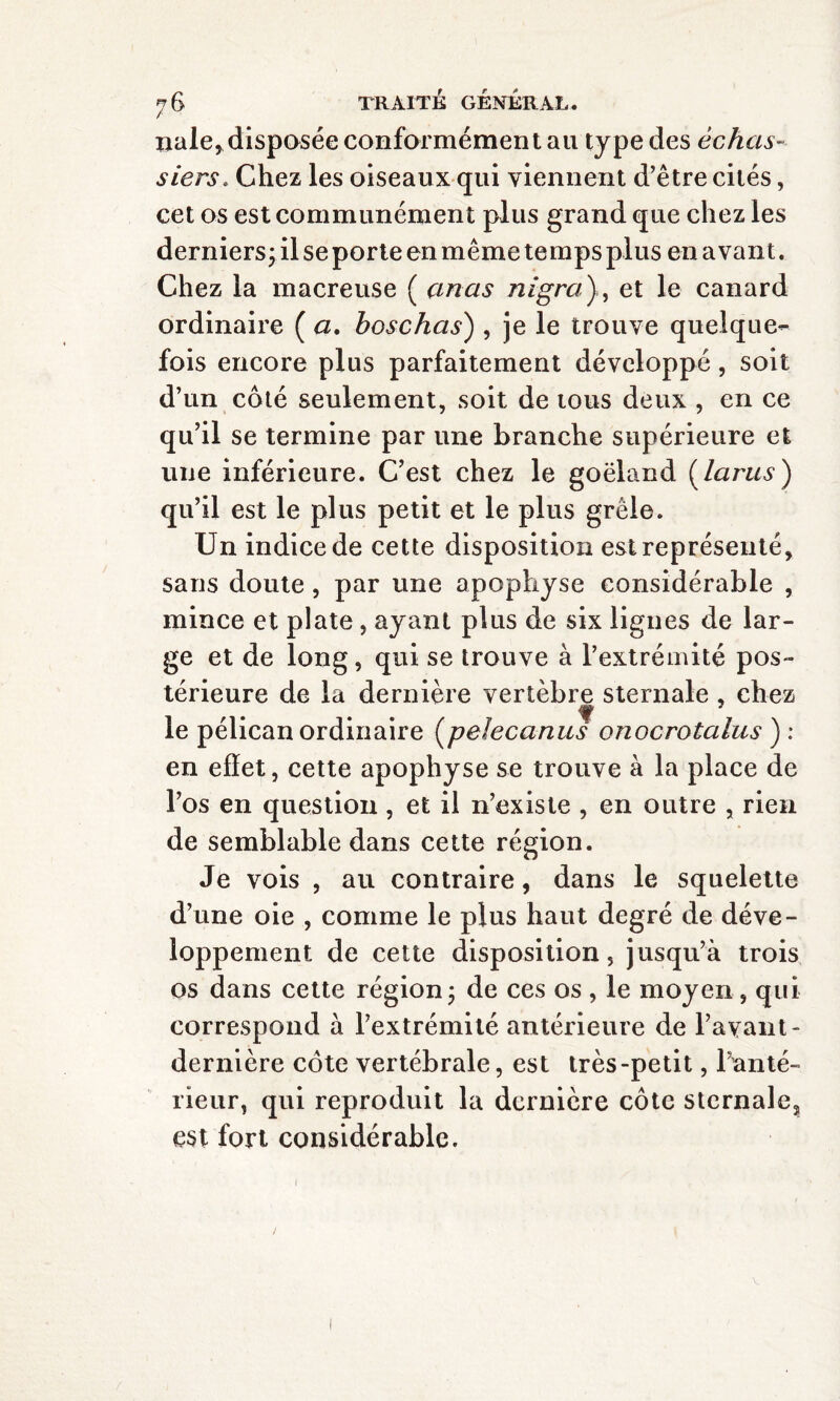 nale, disposée conformément au type des échas¬ siers. Chez les oiseaux qui viennent d’être cités, cet os est communément plus grand que chez les derniers ; il se porte en même temps plus en avant. Chez la macreuse ( arias nigra y, et le canard ordinaire ( a. boschas) , je le trouve quelque¬ fois encore plus parfaitement développé, soit d’un coté seulement, soit de tous deux , en ce qu’il se termine par une branche supérieure et une inférieure. C’est chez le goéland (la rus) qu’il est le plus petit et le plus grêle. Un indice de cette disposition est représenté, sans doute, par une apophyse considérable , mince et plate, ayant plus de six lignes de lar¬ ge et de long, qui se trouve à l’extrémité pos¬ térieure de la dernière vertèbre sternale , chez le pélican ordinaire (pelecanus onocrotalus ) : en effet, cette apophyse se trouve à la place de l’os en question, et il n’existe , en outre , rien de semblable dans cette région. Je vois , au contraire, dans le squelette d’une oie , comme le plus haut degré de déve¬ loppement de cette disposition, jusqu’à trois os dans cette région ; de ces os , le moyen, qui correspond à l’extrémité antérieure de l’avant- dernière côte vertébrale, est très-petit, l’anté¬ rieur, qui reproduit la dernière côte sternale, est fort considérable.