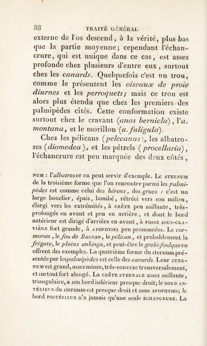 externe de Fos descend, à la vérité, plus bas que la partie moyenne* cependant l’échan¬ crure, qui est unique dans ce cas, est assez profonde chez plusieurs d’entre eux , surtout chez les canards. Quelquefois c’est un trou, comme le présentent les oiseauæ de proie diurnes et les perroquets ; mais ce trou est alors plus étendu que chez les premiers des palmipedes cites. Cette conformation existe surtout chez le cravant (anas bernicla) , Va. montana, et le morillon (<a.fuligula). Chez 1 es pélicans (pelecanus )_, les albatro- ses (diomedea ), et les pétrels ( procellaria) , l’échancrure est peu marquée des deux côtés , NUM : Yalhatrosse en peut servir d’exemple. Le sternum de la troisième forme que l’on rencontre parmi les palmi¬ pèdes est comme celui des hérons, des grues : c’est un large bouclier, épais, bombé, rétréci vers son milieu, élargi vers les extrémités, à crête peu saillante, très- prolongée en avant et peu en arrière , et dont le bord antérieur est dirigé d’arrière en avant, à fosse sous-cla- viÈre fort grande, à apophyses peu prononcées. Le cor¬ moran , Iejbu de Bassan, le pélican , et probablement la frégate, le plotus anhinga, et peut-être !e grebi-foulque en offrent des exemples. La quatrième forme du sternum pré¬ sentée par lespalmipèdes est celle des canards. Leur ster¬ num est grand, assez mince, très-convexe transversalement, et surtout fort alongé. La crête sternale assez saillante, triangulaire, a son bord inférieur presque droit; le bord an¬ térieur du sternum est presque droit et sans apophyses; le bord postérieur n’a jamais qu’une seule échancrure. La