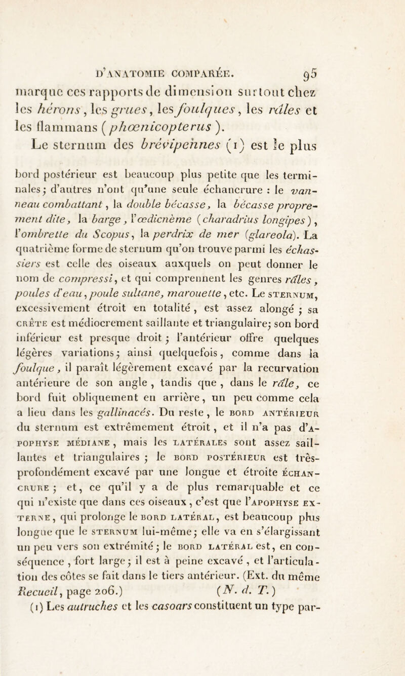 marque ces rapports de dimension surtout chez les hérons, les grues, les foulques, les raies et les flammans ( phœnicopterus ). Le sternum des brèvipehnes (i) est le plus bord postérieur est beaucoup plus petite que les termi¬ nales; d’autres n’ont qu’une seule échancrure : le van¬ neau combattant ,1a double bécasse, la bécasse propre¬ ment dite, la barge, l’œdienème ( charadrlus longipes) , ïombrette du Scopus, la perdrix de mer (glareola). La quatrième forme de sternum qu’on trouve parmi les échas¬ siers est celle des oiseaux auxquels on peut donner le nom de compressi, et qui comprennent les genres raies, poules dé eau, poule sultane, marouette, etc. Le sternum, excessivement étroit en totalité , est assez alongé ; sa crête est médiocrement saillante et triangulaire; son bord inférieur est presque droit ; l’antérieur offre quelques légères variations; ainsi quelquefois, comme dans la foulque, il paraît légèrement excavé par la recurvation antérieure de son angle , tandis que , dans le raie, ce bord fuit obliquement en arrière, un peu comme cela a lieu dans les gallinacés. Du reste , le bord antérieur du sternum est extrêmement étroit, et il n’a pas d’A- pophyse médiane , mais les latérales sont assez sail¬ lantes et triangulaires ; le bord postérieur est très- profondément excavé par une longue et étroite échan¬ crure ; et, ce qu’il y a de plus remarquable et ce qui n’existe que dans ces oiseaux, c’est que I’apophyse ex¬ terne, qui prolonge le bord latéral, est beaucoup phis longue que le sternum lui-même; elle va en s’élargissant un peu vers son extrémité; le bord latéral est, en con¬ séquence , fort large ; il est à peine excavé , et l’articula¬ tion des côtes se fait dans le tiers antérieur. (Ext. du même Recueil, page 206.) {N. d. T.)