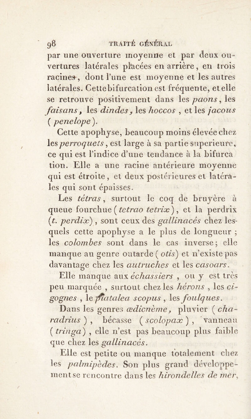 par une ouverture moyenne et par deux ou¬ vertures latérales placées en arrière, en trois racines , dont Tune est moyenne et les autres latérales. Cettebifurcation est fréquente, et elle se retrouve positivement dans les paons, les faisans, les dindes y les hoccos , et les jacous ( penelope). Cette apophyse, beaucoup moins élevée chez les perroquets, est large à sa partie supérieure, ce qui est l’indice d’une tendance à la bifurca tion. Elle a une racine antérieure moyenne qui est étroite, et deux postérieures et latéra¬ les qui sont épaisses. Les tétras, surtout le coq de bruyère a queue fourchue ( tetrao tetrioc ) , et la perdrix (t. perdiæ) , sont ceux des gallinacés chez les¬ quels cette apophyse a le plus de longueur ; les colombes sont dans le cas inverse; elle manque au genre outarde ( Otis') et n’existe pas davantage chez les autruches et les ccisoars. Elle manque aux échassiers , ou y est très peu marquée , surtout chez les hérons , les ci¬ gognes , le -jftatalea s copus , les foulques. Dans les genres œdicneme, pluvier ( cha- radrius ) , bécasse ( scolopaæ ) , vanneau ( tringa) , elle n’est pas beaucoup plus faible que chez les gallinacés. Elle est petite ou manque totalement chez les palmipèdes. Son plus grand développe¬ ment se rencontre dans les hirondelles de mer,