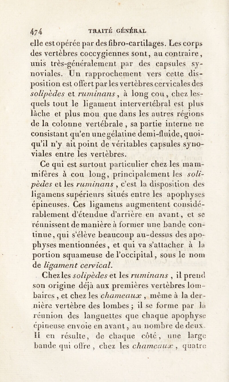 elle est opérée par des fibro-cartilages. Les corps des vertèbres coccygiennes sont, au contraire, unis très-généralement par des capsules sy¬ noviales. Un rapprochement vers cette dis¬ position est offert par les vertèbres cervicales des solipèdes et ruminans , à long cou, chez les¬ quels tout le ligament intervertébral est plus lâche et plus mou que dans les antres régions de la colonne vertébrale , sa partie interne ne consistant qu’en une gélatine demi-fluide, quoi¬ qu’il n’y ait point de véritables capsules syno¬ viales entre les vertèbres. Ce qui est surtout particulier chez les mam¬ mifères à cou long, principalement les soli- pèdes et les ruminans , c’est la disposition des ligamens supérieurs situés entre les apophyses épineuses. Ces ligamens augmentent considé¬ rablement d’étendue d’arrière en avant, et se réunissent de manière à former une bande con¬ tinue, qui s’élève beaucoup au-dessus des apo¬ physes mentionnées, et qui va s’attacher à la portion squameuse de l’occipital, sous le nom de ligament cereical. Chez les solipedes et les ruminans , il prend son origine déjà aux premières vertèbres lom¬ baires , et chez les chameaux , même à la der¬ nière vertèbre des lombes ; il se forme par la réunion des languettes que chaque apophyse épineuse envoie en avant ? au nombre de deux Il en résulte, de chaque côté, une large bande qui offre , chez les chameaux , quatre