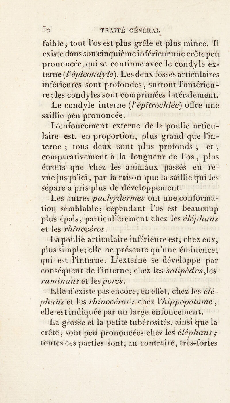 ç faible; tout, l’os est plus grêle et plus mince. Il existe dans son cinquième inférieur une crête peu prononcée, qui se continue avec le condyle ex¬ terne [Vépicondyle). Les deux fosses articulaires inférieures sont profondes, surtout l’antérieu¬ re^ les condyles sont comprimées latéralement. Le condyle interne {Vépitrochlée) offre une saillie peu prononcée. L’enfoncement externe de la poulie articu¬ laire est, en proportion, plus grand que l’in¬ terne ; tous deux sont plus profonds , et , comparativement à la longueur de l’os, plus étroits que échez les animaux passés en re¬ vue jusqu’ici, par la raison que la saillie qui les sépare a pris plus de développement. Les autres pachydermes ont une conforma¬ tion semblable; cependant l’os est beaucoup plus épais, particulièrement chez les élèphans et les rhinocéros. Lapôtdie articulaire inférieure est, chez eux, plus simple; elle ne présente qu’une éminence, qui est l’interne. L’externe se développe par conséquent de l’interne, chez les solipédes,les ruminanS ët les porcs. Elle n’existe pas encore, en effet, chez les élé- phans et les rhinocéros ; chez Yhippopotame , elle est indiquée par un large enfoncement. La g toss e et la petite tubérosités, ainsi que la crête, sont peü prononcées chez les élèphans ; toutes Ces parties sont, au contraire, très-fortes