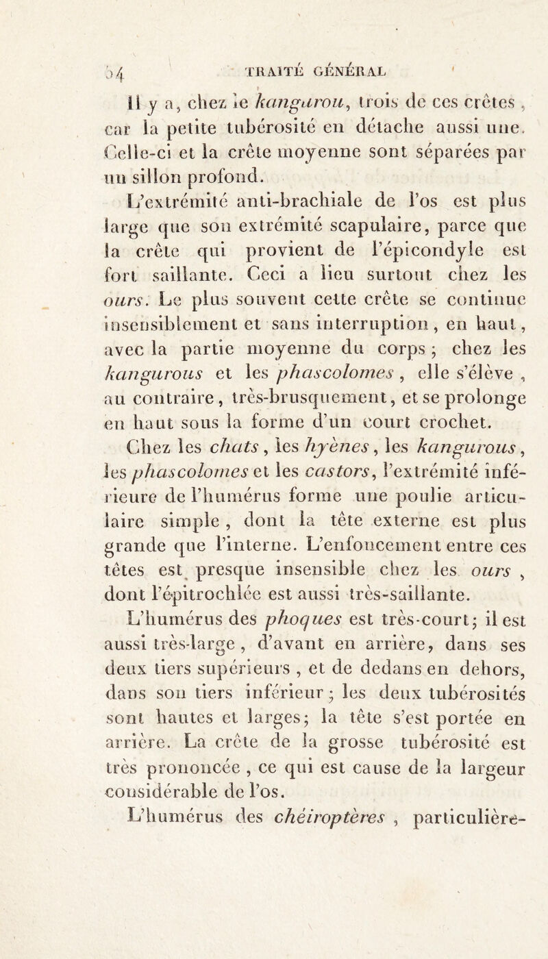 Ü j a, chez le kangurou, trois de ces crêtes, car la petite tubérosité en détache aussi une» Celle-ci et la crête moyenne sont séparées par un sillon profond. L’extrémité anti-brachiale de l’os est plus large que son extrémité scapulaire, parce que la crête qui provient de l’épicondyle est fort saillante. Ceci a lieu surtout chez les ours. Le plus souvent cette crête se continue insensiblement et sans interruption, en haut, avec la partie moyenne du corps ; chez les kangurous et les phascolonies , elle s’élève , au contraire, très-brusquement, et se prolonge en haut sous la forme d’un court crochet. Chez les chats , les hyènes, les kangurous, les phas colonies et les castors, l’extrémité infé¬ rieure de l’humérus forme une poulie articu¬ laire simple , dont la tête externe est plus grande que l’interne. L’enfoncement entre ces têtes est presque insensible chez les ours , dont l’épitrochlée est aussi très-saillante. L’humérus des phoques est très-court ; il est aussi très-large , d’avant en arrière, dans ses deux tiers supérieurs , et de dedans en dehors, dans son tiers inférieur ; les deux tubérosités sont hautes et larges ; la tête s’est portée en arrière. La crête de la grosse tubérosité est très prononcée , ce qui est cause de la largeur considérable de l’os. L’humérus des chéiroptères , particulière-