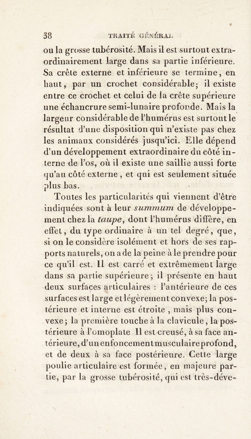 ou la grosse tubérosité. Mais il est surtout extra¬ ordinairement large dans sa partie inférieure. Sa crête externe et inférieure se termine, en haut, par un crochet considérable; il existe entre ce crochet et celui de la crête supérieure une échancrure semi-lunaire profonde. Mais la largeur considérable de l’humérus est surtout le résultat d’une disposition qui n’existe pas chez les animaux considérés jusqu’ici. Elle dépend d’un développement extraordinaire du côté in¬ terne de l’os, où il existe une saillie aussi forte qu’au côté externe , et qui est seulement située plus bas. Toutes les particularités qui viennent d’être indiquées sont à leur summum de développe¬ ment chez la taupe, dont l’humérus diffère, en effet, du type ordinaire à un tel degré, que, si on le considère isolément et hors de ses rap¬ ports naturels, on a de la peine à le prendre pour ce qu’il est. Il est carré et extrêmement large dans sa partie supérieure ; il présente en haut deux surfaces articulaires : l’antérieure de ces surfaces est large et légèrement convexe; la pos¬ térieure et interne est étroite , mais plus con¬ vexe ; la première touche à la clavicule, la pos¬ térieure à l’omoplate II est creusé, à sa face an¬ térieure, d’un enfoncement musculaireprofond, et de deux à sa face postérieure. Cette large poulie articulaire est formée, en majeure par¬ tie, par la grosse tubérosité, qui est très-déve-