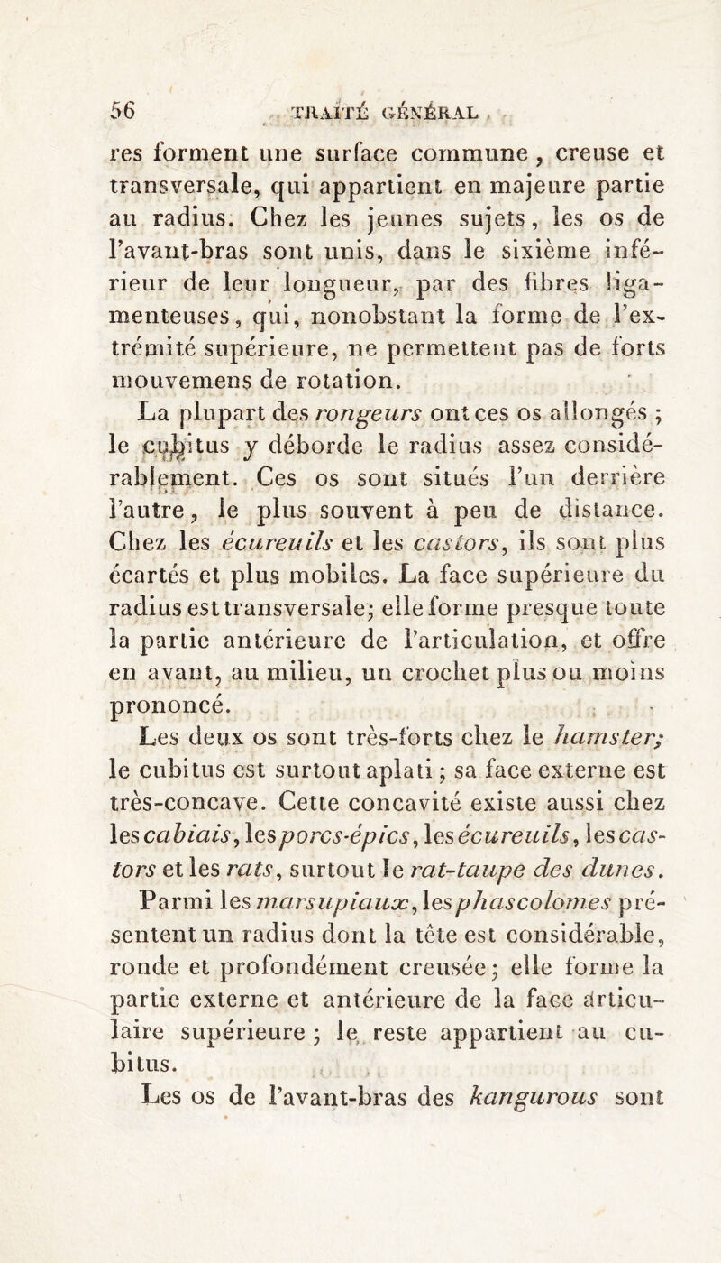 res forment une surface commune , creuse et transversale, qui appartient en majeure partie au radius. Chez les jeunes sujets, les os de l’avant-bras sont unis, dans le sixième infé¬ rieur de leur longueur, par des fibres liga¬ menteuses, qui, nonobstant la forme de F ex¬ trémité supérieure, ne permettent pas de forts inouvemens de rotation. La plupart des rongeurs ont ces os allongés ; le cubitus y déborde le radius assez considé¬ rablement. Ces os sont situés l’un derrière l’autre, le plus souvent à peu de distance. Chez les écureuils et les castors, ils sont plus écartés et plus mobiles. La face supérieure du radius est transversale ; elle forme presque toute la partie antérieure de l’articulation, et offre en avant, au milieu, un crochet pins ou moins prononcé. ; Les deux os sont très-forts chez le hamster; le cubitus est surtout aplati ; sa face externe est très-concave. Cette concavité existe aussi chez les cabiais, 1 es porcs-épics, 1 es écureuils, lèsent- tors et les rats, surtout le rat-taupe des dîmes. Parmi les marsupiaux, lesphascolomes pré¬ sentent un radius dont la tête est considérable, ronde et profondément creusée 3 elle forme la partie externe et antérieure de la face Articu¬ laire supérieure ; le reste appartient au cu¬ bitus. Les os de l’avant-bras des karigurous sont