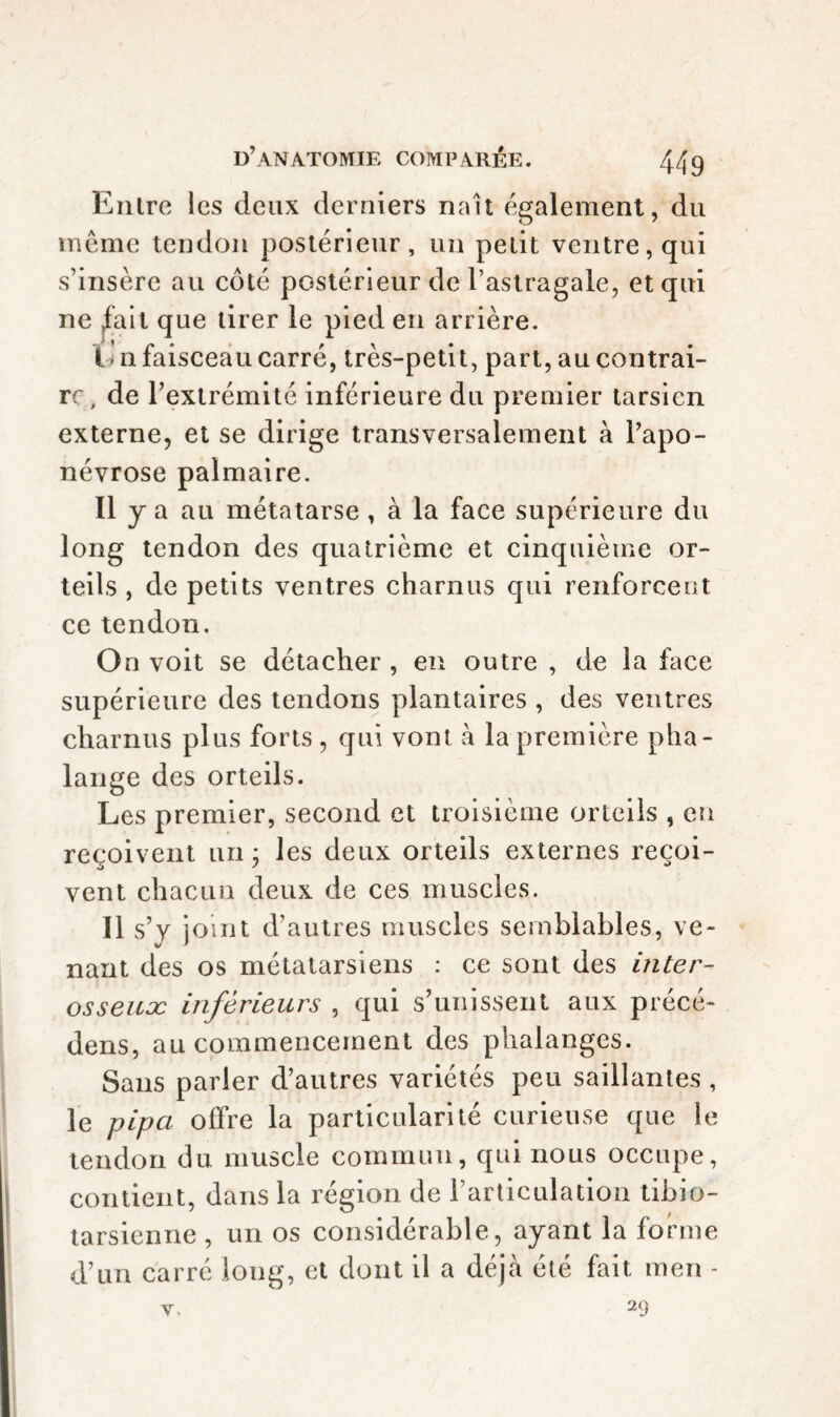 Entre les deux derniers naît également, du môme tendon postérieur, un petit ventre, qui s’insère au côté postérieur de l’astragale, et qui ne ^alt que tirer le pied en arrière. 1)1 n faisceau carré, très-petit, part, au contrai¬ re, de l’extrémité inférieure du premier tarsien externe, et se dirige transversalement à l’apo¬ névrose palmaire. Il y a au métatarse , à la face supérieure du long tendon des quatrième et cinquièirie or¬ teils , de petits ventres charnus qui renforceot ce tendon. On voit se détacher , en outre , de la face supérieure des tendons plantaires , des ventres charnus plus forts , qui vont à la première pha¬ lange des orteils. Les premier, second et troisième orteils , en reçoivent un ; les deux orteils externes reçoi¬ vent chacun deux de ces muscles. Il s’y joint d’autres muscles semblables, ve¬ nant des os métatarsiens : ce sont des inter- osseicæ inférieurs , qui s’unissent aux précé- dens, au commencement des phalanges. Sans parier d’autres variétés peu saillantes , le pipa offre la particularité curieuse que le tendon du muscle commun, qui nous occupe, contient, dans la région de rarliculation tibio- tarsienne , un os considérable, ayant la forme d’un carré long, et dont il a déjà été fait men -