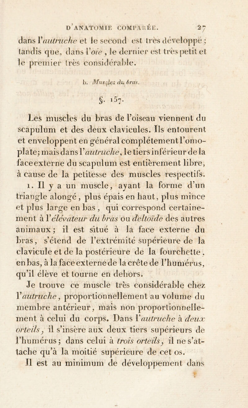 dans l'autruche et le second est très développé ; tandis que, dans Y o ie , le dernier est très petit et le premier très considérable. h. Muscles ch* bras. §• l57- Les muscles du bras de l’oiseau viennent du scapulum et des deux clavicules. Ils entourent et enveloppent en général complètement l’omo¬ plate; mais dans Y autruche, le tiers inférieur de la faceexterne du scapulum est entièrement libre, à cause de la petitesse des muscles respectifs. î. Il y a un muscle, ayant la forme d’un triangle alongé , plus épais en haut, plus mince et pl us large en bas , qui correspond certaine¬ ment à Y élévateur du bras ou deltoïde des autres animaux ; il est situé à la face externe du bras, s’étend de l’extrémité supérieure de la clavicule et de la postérieure de la fourchette, en bas, à la face externe de la crête de l’humérus, qu’il élève et tourne en dehors. Je trouve ce muscle très considérable chez Y autruche, proportionnellement au volume du membre antérieur, mais non proportionnelle¬ ment à celui du corps. Dans Y autruche à deux orteils ; il s’insère aux deux tiers supérieurs de l’humérus; dans celui à trois orteilsy il ne s’at¬ tache qu’à la moitié supérieure de cet os. Il est au minimum de développement dans