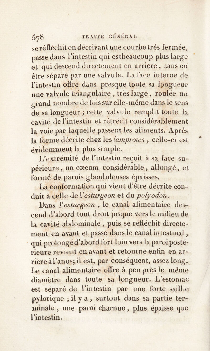 se réfléchit en décrivant une courbe très fermée, passe dans l’intestin qui estbeaucoup pins large et qui descend directement en arrière, sans en être séparé par une valvule. La face interne de l’intestin offre dans presque toute sa longueur une valvule triangulaire , très large, roulée un errand nombre de lois sur elle-même dans le sens de sa longueur ; cette valvule remplit toute la cavité de l’intestin et rétrécit considérablement la voie par laquelle passent les aliments. Après la forme décrite chez les lamproies , celle-ci est évidemment la plus simple. L’extrémité de l’intestin reçoit à sa face su- périeure, un cæcum considérable, allongé, et formé de parois glanduleuses épaisses. La conformation qui vient d’être décrite con¬ duit à celle de Y esturgeon et du poljodon. Dans Y esturgeon , le canal alimentaire des¬ cend d’abord tout droit jusque vers le milieu de la cavité abdominale, puis se réfléchit directe¬ ment en avant et passe dans le canal intestinal, qui prolongé d’abord fort loin vers la paroi posté¬ rieure revient en avant et retourne enfin en ar¬ rière à l’an us; il est, par conséquent, assez long. Le canal alimentaire offre à peu près le même diamètre dans toute sa longueur. L’estomac est séparé de l’intestin par une forte saillie pylorique ; il y a , surtout dans sa partie ter¬ minale , une paroi charnue, plus épaisse que l’intestin.