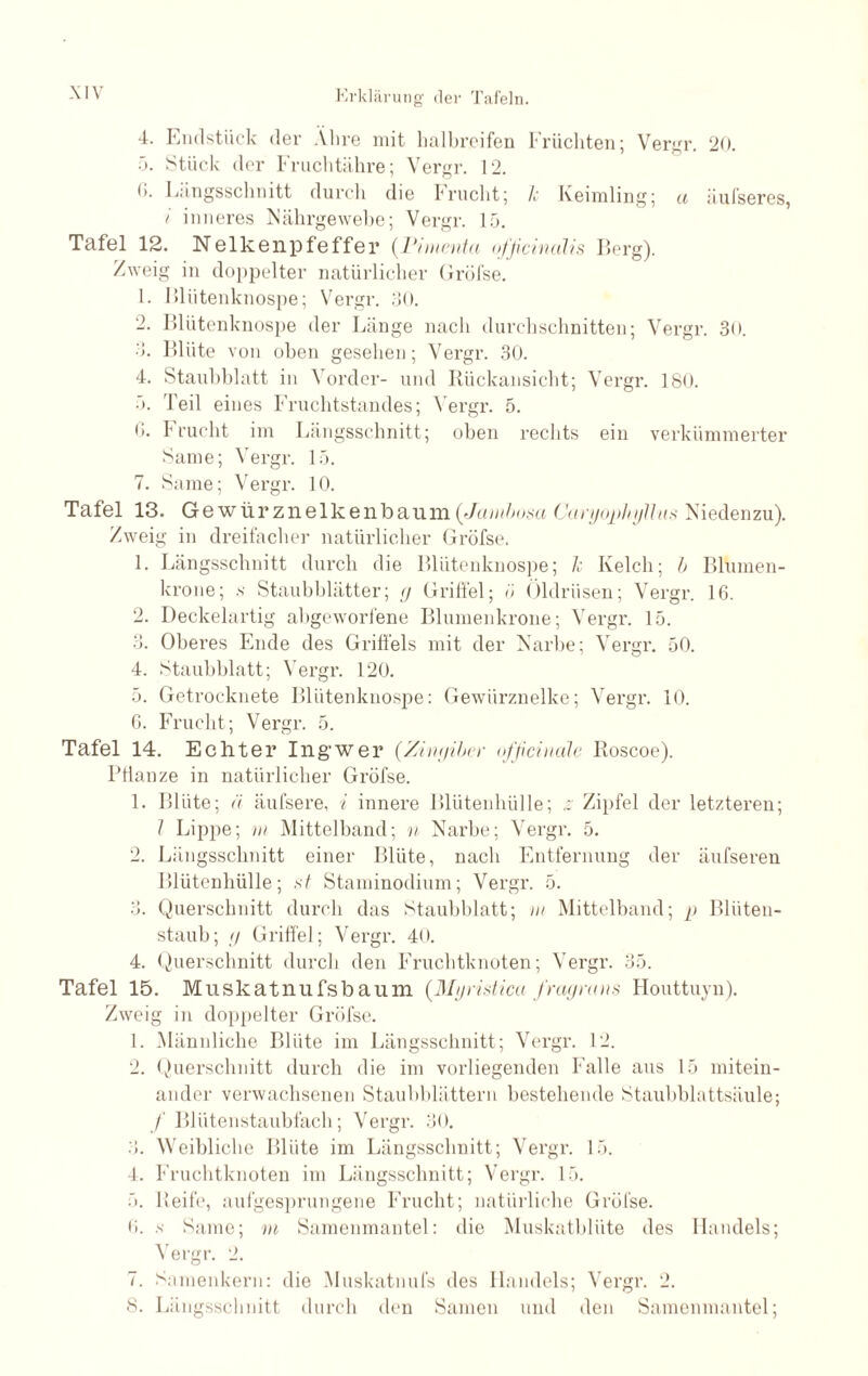 4. Endstück der Ähre mit halbreifen Früchten; Vergr. 20. 5. Stück der Fruchtähre; Vergr. 12. 0. Längsschnitt durch die knicht; Je Keimling; u äufseres, i inneres Nährgewebe; Vergr. 15. Tafel 12. Nelkenpfeffer (7 yimentci ofjicinalis Berg). Zweig in doppelter natürlicher Gröfse. 1. Blütenknospe; Vergr. 30. 2. Blütenknospe der Länge nach durchschnitten; Vergr. 30. 3. Blüte von oben gesehen; Vergr. 30. 4. Staubblatt in Vorder- und Rückansicht; Vergr. 180. 5. Teil eines Fruchtstandes; Vergr. 5. G. Frucht im Längsschnitt; oben rechts ein verkümmerter Same; Vergr. 15. 7. Same; Vergr. 10. Tafel 13. Gewürznelkenbaum (Jambosa CaryophyUns Niedenzu). Zweig in dreifacher natürlicher Gröfse. 1. Längsschnitt durch die Blütenknospe; Je Kelch; b Blumen¬ krone; s Staubblätter; g Griffel; ö Öldrüsen; Vergr. 16. 2. Deckelartig abgeworfene Blumenkrone; Vergr. 15. 3. Oberes Ende des Griffels mit der Narbe; Vergr. 50. 4. Staubblatt; Vergr. 120. 5. Getrocknete Blütenknospe: Gewürznelke; Vergr. 10. G. Frucht; Vergr. 5. Tafel 14. Echter Ingwer (Zinyiber officinale Roscoe). Pflanze in natürlicher Gröfse. 1. Blüte; ä äufsere, i innere Blütenhülle; Zipfel der letzteren; J Lippe; m Mittelhand; n Narbe; Vergr. 5. 2. Längsschnitt einer Blüte, nach Entfernung der äufseren Blütenhülle; st Staminodium; Vergr. 5. 3. Querschnitt durch das Staubblatt; nt Mittelband; p Bliiten- staub; <j Griffel; Vergr. 40. 4. Querschnitt durch den Fruchtknoten; Vergr. 35. Tafel 15. Muskatnufsbaum (Myristica frage«.ns Houttuyn). Zweig in doppelter Gröfse. 1. Männliche Blüte im Längsschnitt; Vergr. 12. 2. Querschnitt durch die im vorliegenden Falle aus 15 mitein¬ ander verwachsenen Staubblättern bestehende Staubblattsäule; /Blütenstaubfach; Vergr. 30. 3. Weibliche Blüte im Längsschnitt; Vergr. 15. 4. Fruchtknoten im Längsschnitt; Vergr. 15. 5. Reife, aufgesprungene Frucht; natürliche Grölse. G. s Same; in Samenmantel: die Muskatblüte des Handels; Vergr. 2. 7. Samenkern: die Muskatnufs des Handels; Vergr. 2. 8. Längsschnitt durch den Samen und den Samenmantel;