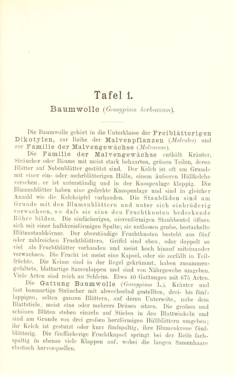 Baumwolle (Gossypium herbacemn). Die Baumwolle gehört in die Unterklasse der Freiblätterigen Dikotylen, zur Reihe der Malvenpflanzen (.Malvales) und zur Familie der Malveng-e wüchse (Mulvaceae). Die Familie der Mal vengewächse enthält Kräuter, Sträucher oder Bäume mit meist stark behaarten, grünen Teilen, deren Blätter auf Nebenblätter gestützt sind. Der Kelch ist oft am Grunde mit einer ein- oder mehrblätterigen Hülle, einem äufseren Hüllkelche versehen, er ist unterständig und in der Knospenlage klappig. Die Blumenblätter haben eine gedrehte Knospenlage und sind in gleicher Anzahl wie die Kelchzipfel vorhanden. Die Staubfäden sind am Grunde mit den B1 umenblättern und unter sich einbrüderig verwachsen, so dafs sie eine den Fruchtknoten bedeckende Röhre bilden. Die einfächerigen, nierenförmigen Staubbeutel öffnen sich mit einer halbkreisförmigen Spalte; sie entlassen grofse, bestachelte Blütenstaubkörner. Der oberständige Fruchtknoten besteht aus fünf oder zahlreichen Fruchtblättern. Griffel sind eben, oder doppelt so \iel als I* ruchtblätter vorhanden und meist hoch hinauf miteinander verwachsen. Die Frucht ist meist eine Kapsel, oder sie zerfällt in Teil- lilichte. Die Keime sind in der Regel gekrümmt, haben zusammen- gefaltete, blattartige Samenlappen und sind von Nährgewebe umgeben. Viele Arten sind reich an Schleim. Etwa 40 Gattungen mit 675 Arten. Die Gattung1 Baumwolle (Gossypium L.). Kräuter und fast baumartige Sträucher mit abwechselnd gestellten, drei- bis fünf¬ lappigen, selten ganzen Blättern, auf deren Unterseite, nahe dem Blattstiele, meist eine oder mehrere Drüsen sitzen. Die grofsen und schönen J*1 iiten stehen einzeln aut Stielen in den Blattwinkeln und sind am Grunde von drei grofsen herzförmigen Hüllblättern umgeben; ihr Kelch ist gestutzt oder kurz fünfspaltig, ihre Blumenkrone fünf- blätterig. Die fünffächerige Fruchtkapsel springt bei der Reife fach- spaltig in ebenso viele Klappen auf, wobei die langen Samenhaare elastisch hervorquellen.