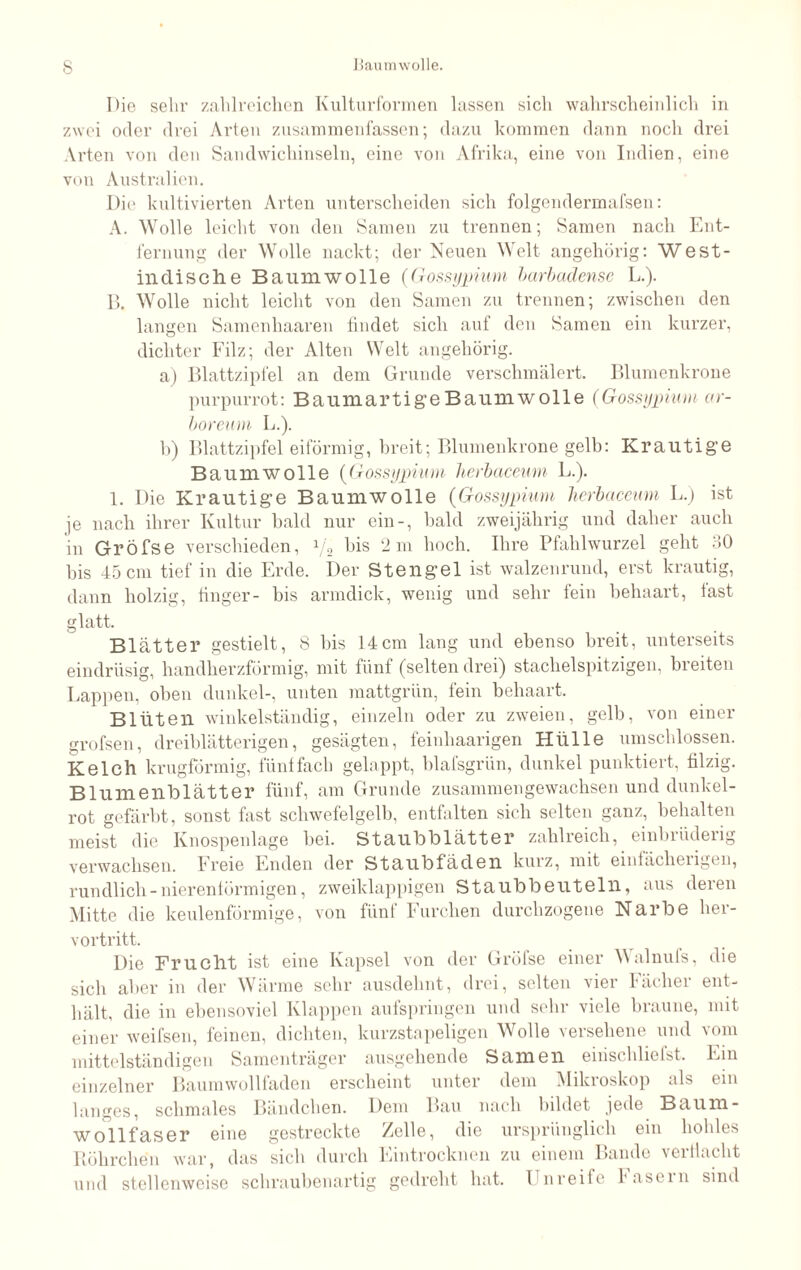 Die sehr zahlreichen Kulturformen lassen sich wahrscheinlich in zwei oder drei Arten zusammenfassen; dazu kommen dann noch drei Arten von den Sandwiehinseln, eine von Afrika, eine von Indien, eine von Australien. Die kultivierten Arten unterscheiden sich folgendermafsen: A. Wolle leicht von den Samen zu trennen; Samen nach Ent¬ fernung der Wolle nackt; der Neuen Welt angehörig: West¬ indische Baumwolle (Gossypium barbadense L.). B. Wolle nicht leicht von den Samen zu trennen; zwischen den langen Samenhaaren findet sich auf den Samen ein kurzer, dichter Filz; der Alten Welt angehörig. a) Blattzipfel an dem Grunde verschmälert. Blumenkrone purpurrot: Baumartige Baumwolle (Gossypium ar- boreum L.). b) Blattzipfel eiförmig, breit; Blumenkrone gelb: Krautige Baumwolle (Gossypium herbaceum L.). 1. Die Krautige Baumwolle (Gossypium herbaceum L.) ist je nach ihrer Kultur bald nur ein-, bald zweijährig und daher auch in Gröfse verschieden, 1/2 bis 2m hoch. Ihre Pfahlwurzel geht .‘>0 bis 45 cm tief in die Erde. Der Stengel ist walzenrund, erst krautig, dann holzig, finger- bis armdick, wenig und sehr fein behaart, last glatt. Blätter gestielt, 8 bis 14cm lang und ebenso breit, unterseits eindriisig, handherzförmig, mit fünf (selten drei) stachelspitzigen, bi eiten Lappen, oben dunkel-, unten mattgrün, fein behaart. Blüten winkelständig, einzeln oder zu zweien, gelb, von einer grofsen, dreiblätterigen, gesägten, feinhaarigen Hülle umschlossen. Kelch krugförmig, fünffach gelappt, blafsgrün, dunkel punktiert, filzig. Blumenblätter fünf, am Grunde zusammen gewachsen und dunkel¬ rot gefärbt, sonst fast schwefelgelb, entfalten sich selten ganz, behalten meist die Knospenlage bei. Staubblätter zahlreich, einbrüderig verwachsen. Freie Enden der Staubfäden kurz, mit eintäclieiigen, rundlich - nierenlörmigen, zweiklappigen Staubbeuteln, aus deren Mitte die keulenförmige, von fünf Furchen durchzogene Narbe her¬ vortritt. Die Frucht ist eine Kapsel von der Gröfse einer \\ alnufs, die sich aber in der Wärme sehr ausdehnt, drei, selten vier Fächer ent¬ hält, die in ebensoviel Klappen aufspringen und sehr viele braune, mit einer weifsen, feinen, dichten, kurzstapeligen Wolle versehene und vom mittelständigen Samenträger ausgehende Samen einschliefst. Ein einzelner Baumwollfaden erscheint unter dem Mikroskop als ein langes, schmales Bändchen. Dem Bau nach bildet jede Baum- w oll fas er eine gestreckte Zelle, die ursprünglich ein hohles Röhrchen war, das sich durch Eintrocknen zu einem Bande verflacht und stellenweise schraubenartig gedreht hat. Unreife Fascin sind