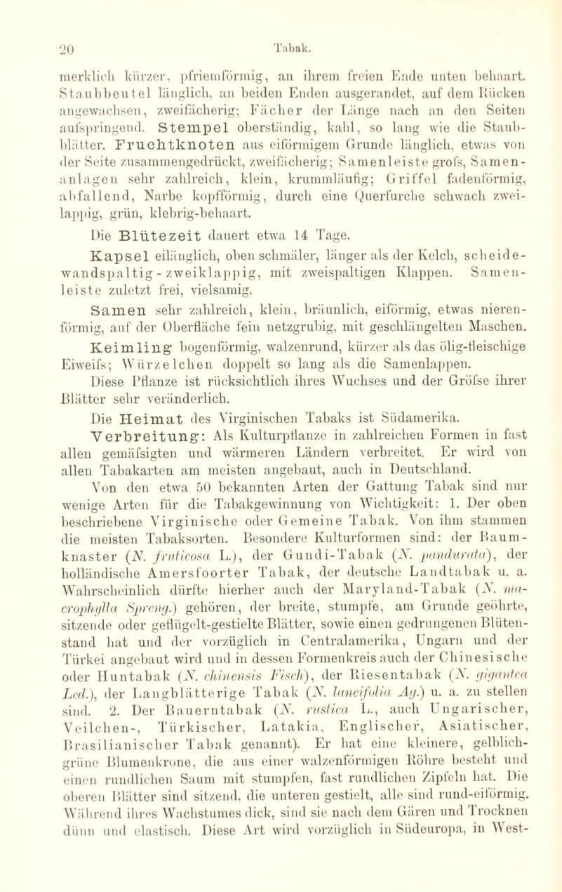 merklich kürzer, pfriemförmig, au ihrem freien Ende unten behaart. Staubbeutel länglich, an beiden Enden ausgerandet, auf dem Rücken angewachsen, zweifäcberig; Fächer der Länge nach an den Seiten aufspringend. Stempel oberständig, kahl, so lang wie die Staub¬ blätter. Fruchtknoten aus eiförmigem Grunde länglich, etwas von der Seite zusammengedrückt, zweifäcberig; Samenleiste grofs, Samen¬ anlagen sehr zahlreich, klein, krummläufig; Griffel fadenförmig, abfallend, Narbe kopfförmig, durch eine Querfurche schwach zwei¬ lappig, grün, klebrig-behaart. Die Blütezeit dauert etwa 14 Tage. Kapsel eilänglich, oben schmäler, länger als der Kelch, scheide- wandspaltig - zweiklappig, mit zweispaltigen Klappen. Samen¬ leiste zuletzt frei, vielsamig. Samen sehr zahlreich, klein, bräunlich, eiförmig, etwas nieren¬ förmig, auf der Oberfläche fein netzgrubig, mit geschlängelten Maschen. Keimling1 bogenförmig, walzenrund, kürzer als das ölig-fleischige Eiweifs; Würz eichen doppelt so lang als die Samenlappen. Diese Pflanze ist rücksichtlich ihres Wuchses und der Gröfse ihrer Blätter sehr veränderlich. Die Heimat des Yirginischen Tabaks ist Südamerika. Verbreitung”. Als Kulturpflanze in zahlreichen Formen in fast allen gemäfsigten und wärmeren Ländern verbreitet. Er wird von allen Tabakarten am meisten angebaut, auch in Deutschland. Von den etwa 50 bekannten Arten der Gattung Tabak sind nur wenige Arten für die Tabakgewinnung von Wichtigkeit: 1. Der oben beschriebene Virginische oder Gemeine Tabak. Von ihm stammen die meisten Tabaksorten. Besondere Kulturformen sind: der Baum- knaster (AT. fruticosa L.), der Gundi-Tabak (X. pandurata), der holländische Amersfoorter Tabak, der deutsche Landtabak u. a. Wahrscheinlich dürfte hierher auch der Maryland-Tabak (V. ma- crophylla Spreng.) gehören, der breite, stumpfe, am Grunde geöhrte, sitzende oder geflügelt-gestielte Blätter, sowie einen gedrungenen Blüten¬ stand hat und der vorzüglich in Centralamerika, Ungarn und der Türkei angebaut wird und in dessen Formenkreis auch der Chinesische oder Huntabak (X. chinensis Fisch), der Riesentabak (X. gigantea Led.), der Langblätterige Tabak (X. lancifolia Ag.) u. a. zu stellen sind. 2. Der Bauerntabak (X. rustica L., auch Ungarischer, Veilchen-, Türkischer, Latakia, Englischer, Asiatischer, Brasilianischer Tabak genannt). Er hat eine kleinere, gelblich¬ grüne Blumenkrone, die aus einer walzenförmigen Röhre besteht und einen rundlichen Saum mit stumpfen, fast rundlichen Zipfeln hat. Die oberen Blätter sind sitzend, die unteren gestielt, alle sind rund-eiförmig. Während ihres Wachstumes dick, sind sie nach dem Gären und '1 roeknen dünn und elastisch. Diese Art wird vorzüglich in Südeuropa, in West-