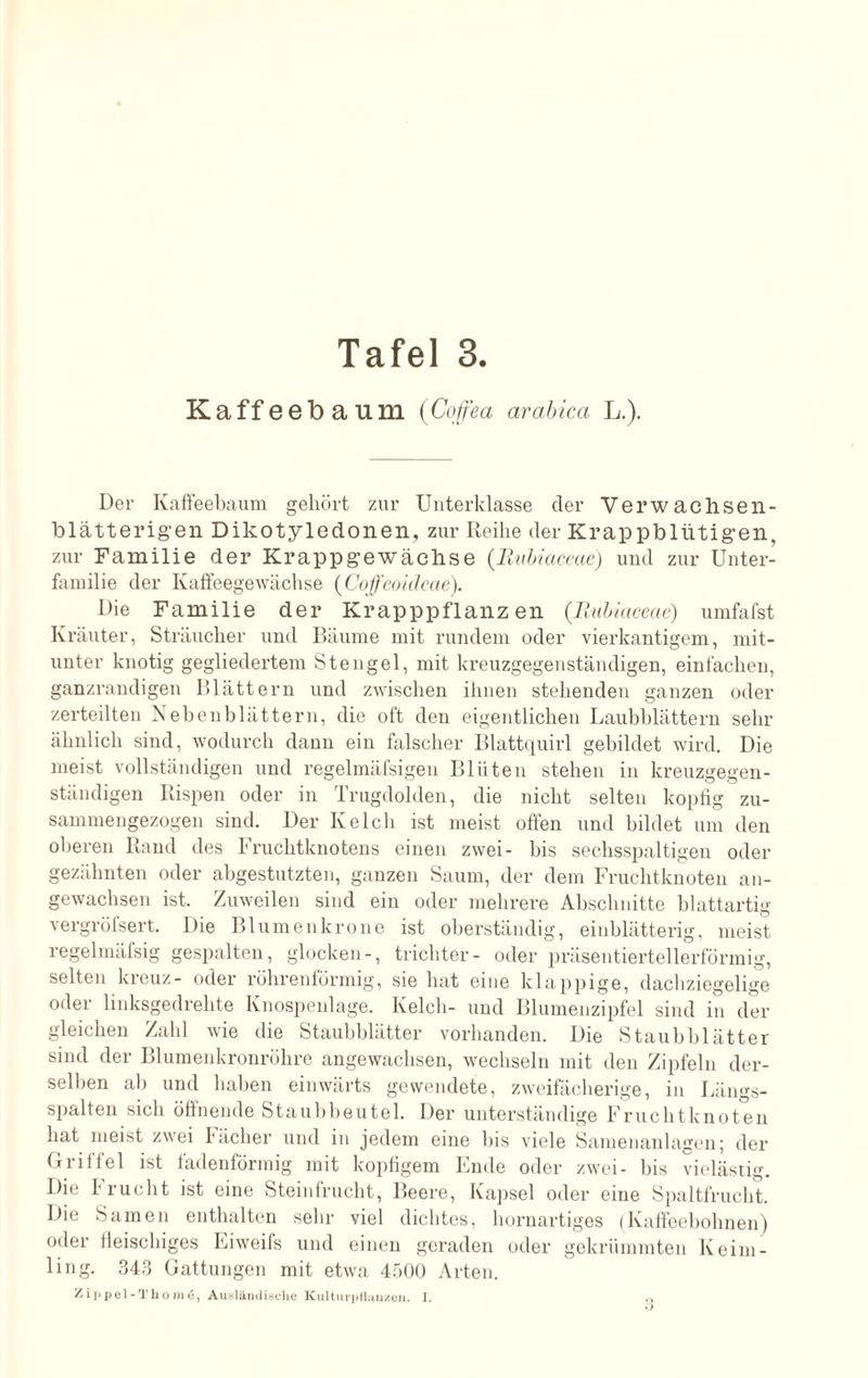 Tafel 3. Kaffeebaum (Co/ea arabica L.). Der Kaffeebaum gehört zur Unterklasse der Verwachsen- blätterigen Dikotyledonen, zur Reihe der Krappbliitigen, zur Familie der Krappgewächse (Rubiaceae) und zur Unter¬ familie der Kaffeegewächse (Coffeoidcae). Die Familie der Krapppflanz en (Rubiaceae) umfafst Kräuter, Sträucher und Bäume mit rundem oder vierkantigem, mit¬ unter knotig gegliedertem Stengel, mit kreuzgegenständigen, einfachen, ganzrandigen Blättern und zwischen ihnen stehenden ganzen oder zerteilten Nebenblättern, die oft den eigentlichen Laubblättern sehr ähnlich sind, wodurch dann ein falscher Blattquirl gebildet wird. Die meist vollständigen und regelmäfsigen Blüten stehen in kreuzgegen¬ ständigen Rispen oder in Trugdolden, die nicht selten koptig zu¬ sammengezogen sind. Der Kelch ist meist offen und bildet um den oberen Rand des Fruchtknotens einen zwei- bis sechsspaltigen oder gezähnten oder abgestutzten, ganzen Saum, der dem Fruchtknoten an¬ gewachsen ist. Zuweilen sind ein oder mehrere Abschnitte blattartig vergröfsert. Die Blumenkrone ist oberständig, einblätterig, meist regelmäfsig gespalten, glucken-, trichter- oder präsentiertellerförmig, selten kreuz- oder röhrenförmig, sie hat eine klappige, dachziegelige oder linksgedrehte Knospenlage. Kelch- und Blumenzipfel sind in der¬ gleichen Zahl wie die Staubblätter vorhanden. Die Staubblätter sind der Blumenkronröhre angewachsen, wechseln mit den Zipfeln der¬ selben ab und haben einwärts gewendete, zweifächerige, in Längs¬ spalten sich öffnende Staubbeutel. Der unterständige Fruchtknoten hat meist zwei Fächer und in jedem eine bis viele Samenanlagen; der Griffel ist fadenförmig mit kopfigem Ende oder zwei- bis vielästig. Die I rueht ist eine Steinfrucht, Beere, Kapsel oder eine Spaltfrucht. Die Samen enthalten sein- viel dichtes, hornartiges (Kaffeebohnen) oder fleischiges Eiweifs und einen geraden oder gekrümmten Keim¬ ling. 343 Gattungen mit etwa 4500 Arten. Zippel-Thom6, Ausländische Kulturpflanzen. I. 0
