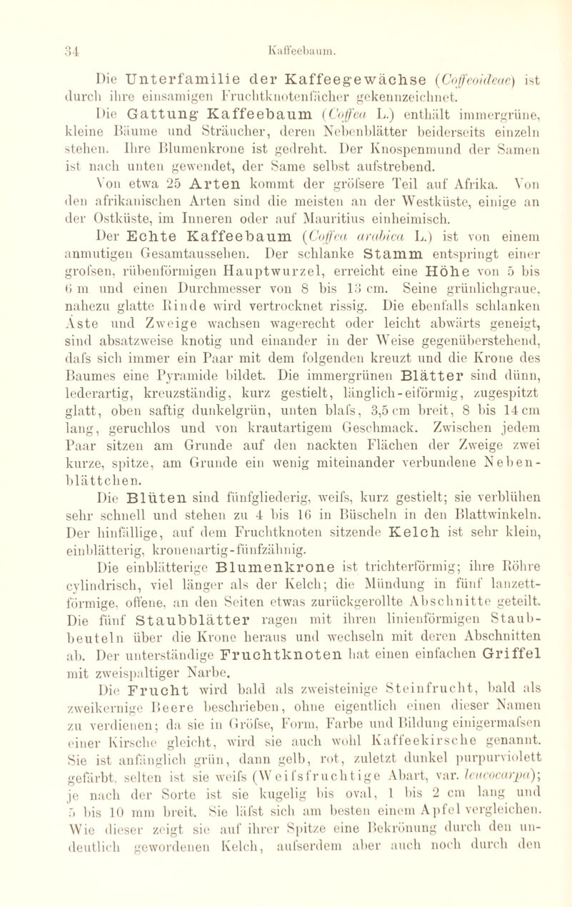 Die Unterfamilie der Kaffeegewächse (Cojfeoideae) ist durch ihre einsamigen Fruchtknotenfächer gekennzeichnet. Die Gattung’ Kaffeebaum (Coffea L.) enthält immergrüne, kleine Bäume und Sträucher, deren Nebenhlätter beiderseits einzeln stehen. Ihre Blumenkrone ist gedreht. Der Knospenmund der Samen ist nach unten gewendet, der Same selbst aufstrebend. Von etwa 25 Arten kommt der gröfsere Teil auf Afrika. Von den afrikanischen Arten sind die meisten an der Westküste, einige an der Ostküste, im Inneren oder auf Mauritius einheimisch. Der Echte Kaffeebaum (Coffea arcibica L.) ist von einem anmutigen Gesamtaussehen. Der schlanke Stamm entspringt einer grofsen, rübenförmigen Hauptwurzel, erreicht eine Höhe von 5 bis 6 m und einen Durchmesser von 8 bis 13 cm. Seine grünlichgraue, nahezu glatte Binde wird vertrocknet rissig. Die ebenfalls schlanken Äste und Zweige wachsen wagerecht oder leicht abwärts geneigt, sind absatzweise knotig und einander in der Weise gegenüberstehend, dafs sich immer ein Paar mit dem folgenden kreuzt und die Krone des Baumes eine Pyramide bildet. Die immergrünen Blätter sind dünn, lederartig, kreuzständig, kurz gestielt, länglich - eiförmig, zugespitzt glatt, oben saftig dunkelgrün, unten blafs, 3,5 cm breit, 8 bis 14cm lang, geruchlos und von krautartigem Geschmack. Zwischen jedem Paar sitzen am Grunde auf den nackten Flächen der Zweige zwei kurze, spitze, am Grunde ein wenig miteinander verbundene Neben- blättcben. Die Blüten sind fünfgliederig, weifs, kurz gestielt; sie verblühen sehr schnell und stehen zu 4 his 16 in Büscheln in den Blattwinkeln. Der hinfällige, auf dem Fruchtknoten sitzende Kelch ist sehr klein, einblätterig, kronenartig-fünfzähnig. Die einblätterige Blumenkrone ist trichterförmig; ihre Röhre cylindrisch, viel länger als der Kelch; die Mündung in fünf lanzett¬ förmige, offene, an den Seiten etwas zurückgerollte Abschnitte geteilt. Die fünf Staubblätter ragen mit ihren linienförmigen Staub¬ beuteln über die Krone heraus und wechseln mit deren Abschnitten ab. Der unterständige Fruchtknoten hat einen einfachen Griffel mit zweispaltiger Narbe. Die Frucht wird bald als zweisteinige Steinfrucht, bald als zweikernige Beere beschrieben, ohne eigentlich einen dieser Namen zu verdienen; da sie in Gröfse, Form, Farbe und Bildung einigermafsen einer Kirsche, gleicht, wird sie auch wohl Kaffeekirsche genannt. Sie ist anfänglich grün, dann gelh, rot, zuletzt dunkel purpurviolett gefärbt, selten ist sie weifs (Weifsfruchtige Abart, var. leucocarpa); je nach der Sorte ist sie kugelig his oval, 1 his 2 cm lang und 5 his 10 mm breit. Sie läfst sich am besten einem Apfel vergleichen. Wie dieser zeigt sie auf ihrer Spitze eine Bekrönung durch den un¬ deutlich gewordenen Kelch, aufserdem aber auch noch durch den