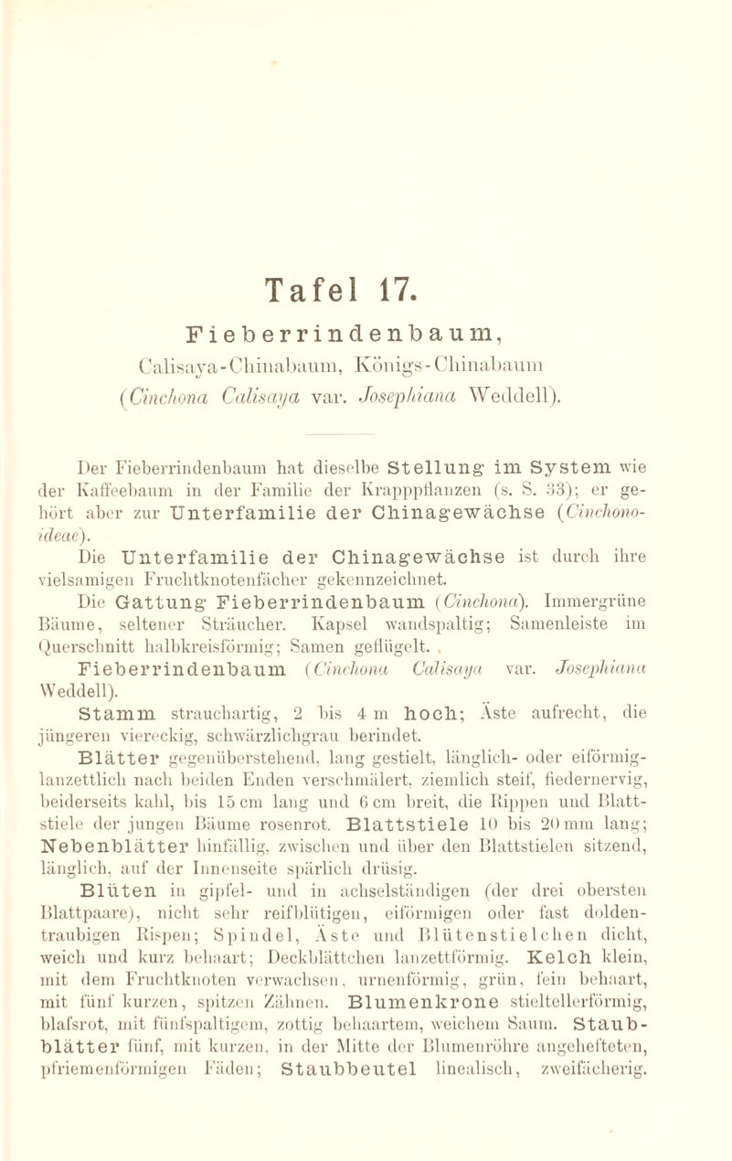 Fieberrindenbaum, Calisaya-Chinabaum, Königs - Chinabaum (Cinchona Calisaya var. Josephiana Wecldell). Der Fieberrindenbaum hat dieselbe Stellung’ im System wie der Kaffeebaum in der Familie der Krapppflanzen (s. S. 33); er ge¬ bürt aber zur Unterfamilie der Cliinag’ewächse (Cinchono- ideae). Die Unterfamilie der Chinagewächse ist durch ihre vielsamigen Fruchtknotenfächer gekennzeichnet. Die Gattung Fieberrindenbaum (Cinchona). Immergrüne Bäume, seltener Sträuclier. Kapsel wandspaltig; Samenleiste im Querschnitt halbkreisförmig; Samen geflügelt. Fieberrindenbaum (Cinchona Calisaya var. Josephiana YVeddell). Stamm strauchartig, 2 bis 4 m hoch; Aste aufrecht, die jüngeren viereckig, schwärzlichgrau berindet. Blätter gegenüberstehend, lang gestielt, länglich- oder eiförmig- lanzettlich nach beiden Enden verschmälert, ziemlich steif, fledernervig, beiderseits kahl, bis 15 cm lang und 6 cm breit, die Rippen und Blatt¬ stiele der jungen Bäume rosenrot. Blattstiele 10 bis 20mm lang; Nebenblätter hinfällig, zwischen und über den Blattstielen sitzend, länglich, auf der Innenseite spärlich drüsig. Blüten in gipfel- und in achselständigen (der drei obersten Blattpaare), nicht sehr reifblütigen, eiförmigen oder fast dolden- traubigen Rispen; Spindel, Äste und Bliitenstieleben dicht, weich und kurz behaart; Deckblättchen lanzettförmig. Kelch klein, mit dem Fruchtknoten verwachsen, urnenförmig, grün, fein behaart, mit fünf kurzen, spitzen Zähnen. Blumenkrone stieltellerförmig, blafsrot, mit fünfspaltigem, zottig behaartem, weichem Saum. Staub¬ blätter fünf, mit kurzen, in der Mitte der Blumenröhre angehefteten, pfriemenförmigen Fäden; Staubbeutel linealisch, zweifächerig.