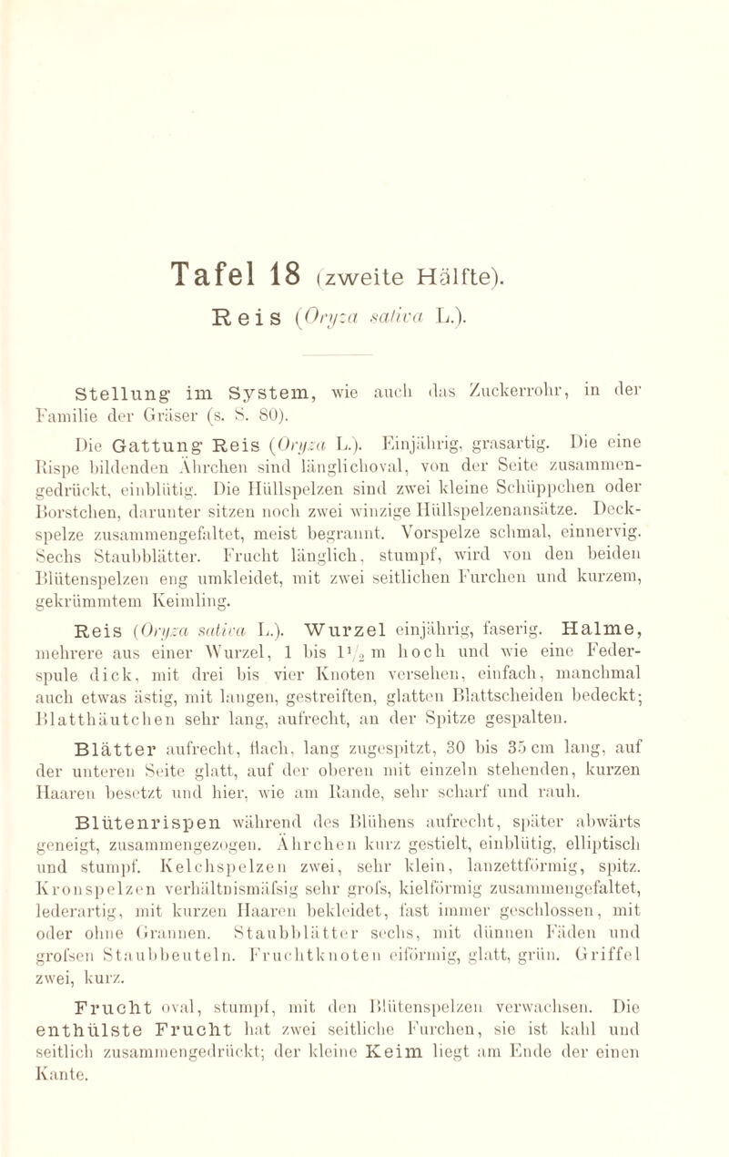 Reis (Oryza sativa L.). Stellung im System, wie auch «las Zuckerrohr, in der Familie der Gräser (s. S. 80). Die Gattung Reis {Oryza L.). Einjährig, grasartig. Die eine Rispe bildenden Ährchen sind länglichoval, von der Seite zusammen¬ gedrückt, einblütig. Die Hüllspelzen sind zwei kleine Schüppchen oder Borstchen, darunter sitzen noch zwei winzige Hüllspelzenansätze. Deck¬ spelze zusammengefaltet, meist begrannt. Vorspelze schmal, einnervig. Sechs Staubblätter. Frucht länglich, stumpf, wird von den beiden Blütenspelzen eng umkleidet, mit zwei seitlichen Furchen und kurzem, gekrümmtem Keimling. Reis {Oryza sativa L.). Wurzel einjährig, faserig. Halme, mehrere aus einer Wurzel, 1 bis 11/2 m hoch und wie eine Feder¬ spule dick, mit drei bis vier Knoten versehen, einfach, manchmal auch etwas ästig, mit langen, gestreiften, glatten Blattscheiden bedeckt; Blatthäutchen sehr lang, aufrecht, an der Spitze gespalten. Blätter aufrecht, flach, lang zugespitzt, 30 bis 35cm lang, auf der unteren Seite glatt, auf der oberen mit einzeln stehenden, kurzen Haaren besetzt und liier, wie am Rande, sehr scharf und rauh. Blütenrispen während des Bliihens aufrecht, später abwärts geneigt, zusammengezogen. Ährchen kurz gestielt, einblütig, elliptisch und stumpf. Kelchspelzen zwei, sehr klein, lanzettförmig, spitz. Kronspelzen verhältnismäfsig sehr grofs, kielförmig zusammengefaltet, lederartig, mit kurzen Haaren bekleidet, fast immer geschlossen, mit oder ohne Grannen. Staubblätter sechs, mit dünnen Fäden und grofsen Staubbeuteln. Fruchtknoten eiförmig, glatt, grün. Griffel zwei, kurz. Frucht oval, stumpf, mit den Blütenspelzen verwachsen. Die enthülste Frucht hat zwei seitliche Furchen, sie ist kahl und seitlich zusammengedrückt; der kleine Keim liegt am Ende der einen Kante.