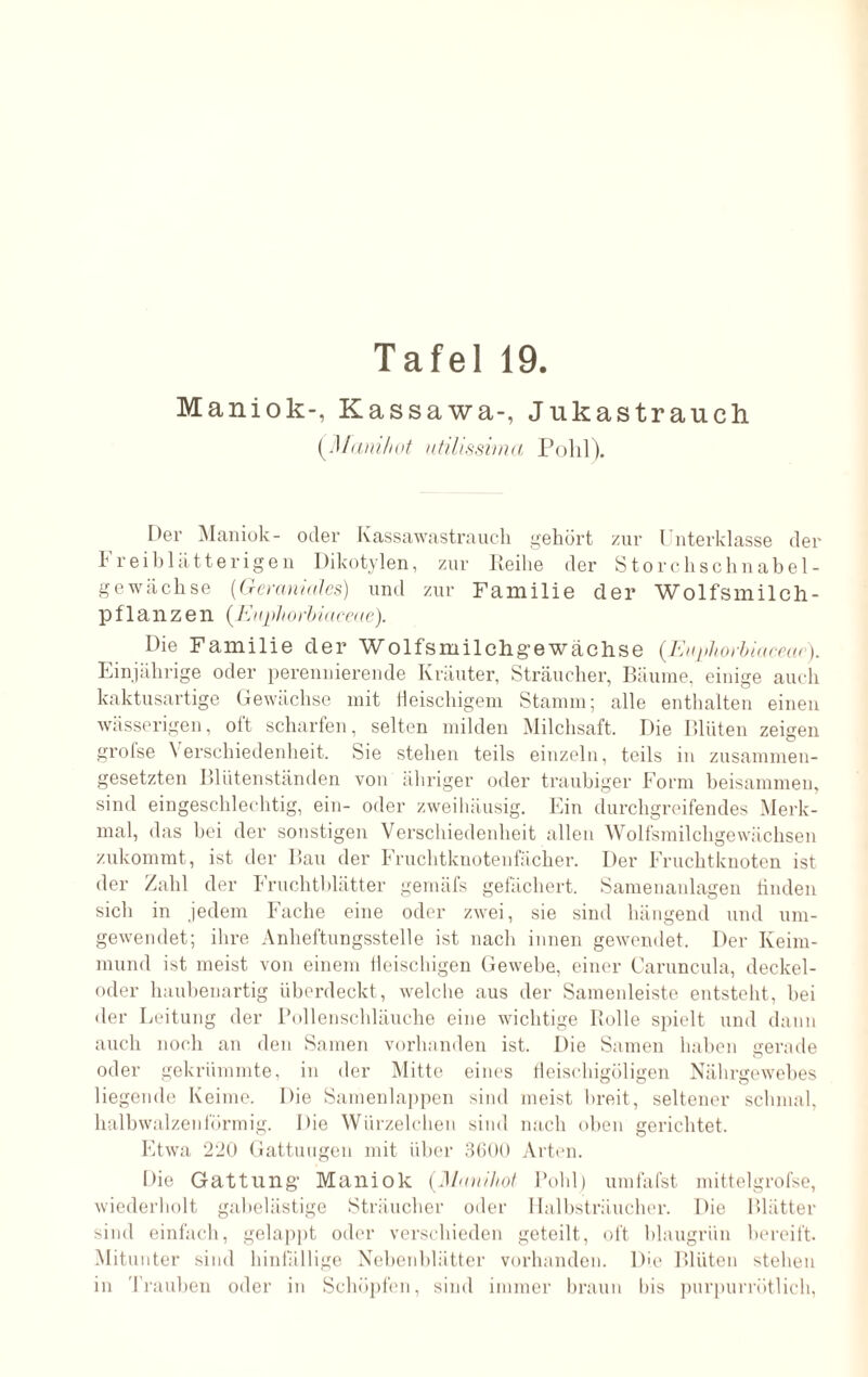 Maniok-, Kassawa-, Jukastrauch (Manihot utilissima Polil). Der Maniok- oder Ivassawastrauch gehört zur Unterklasse der kr eiblätterigen Dikotylen, zur Reihe der Storchschnabel¬ gewächse (Geraniales) und zur Familie der Wolfsmilch¬ pflanzen (Eiqihorbiaceae). Die Familie der Wolfsmilchg-ewachse (Euphorbiacear). Einjährige oder perennierende Kräuter, Sträucher, Bäume, einige auch kaktusartige Gewächse mit fleischigem Stamm; alle enthalten einen wässerigen, oft scharfen, selten milden Milchsaft. Die Blüten zeigen grofse Verschiedenheit. Sie stehen teils einzeln, teils in zusammen¬ gesetzten Blutenständen von übriger oder traubiger Form beisammen, sind eingeschlechtig, ein- oder zweihäusig. Ein durchgreifendes Merk¬ mal, das bei der sonstigen Verschiedenheit allen Wolfsmilchgewächsen zukommt, ist der Bau der Fruchtknotenfächer. Der Fruchtknoten ist der Zahl der Fruchtblätter gemäfs gefächert. Samenanlagen linden sich in jedem Fache eine oder zwei, sie sind hängend und um¬ gewendet; ihre Anheftungsstelle ist nach innen gewendet. Der Keim¬ mund ist meist von einem fleischigen Gewebe, einer Caruncula, deckel¬ oder haubenartig überdeckt, welche aus der Samenleiste entsteht, bei der Leitung der Pollenschläuche eine wichtige Rolle spielt und dann auch noch an den Samen vorhanden ist. Die Samen haben gerade oder gekrümmte, in der Mitte eines fleischigöligen Nährgewebes liegende Keime. Die Samenlappen sind meist breit, seltener schmal, halbwalzenförmig. Die Würzelchen sind nach oben gerichtet. Etwa 220 Gattungen mit über 3600 Arten. Die Gattung1 Maniok (Munihot- Pohl) umfafst mittelgrofse, wiederholt gabelästige Sträucher oder Halbsträucher. Die Blätter sind einfach, gelappt oder verschieden geteilt, oft blaugrün bereift. Mitunter sind hinfällige Nebenblätter vorhanden. Die Blüten stehen in Trauben oder in Schöpfen, sind immer braun bis purpurrötlich,