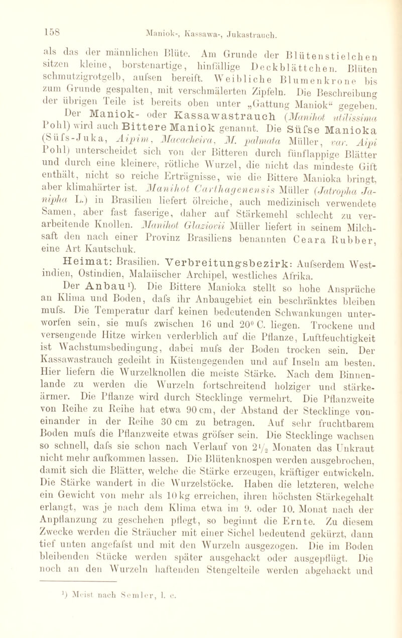 als das .1er männlichen Blüte. Am Grunde der Blütenstielchen sitzen kleine, borstenartige, hinfällige Deckblättchen. Blüten schmutzigrotgelb, aufsen bereift. Weibliche Blumen kröne bis zum Grunde gespalten, mit verschmälerten Zipfeln. Die Beschreibung der übrigen Teile ist bereits oben unter „Gattung Maniok“ gegeben. Ger Maniok- oder Kassawastrauch (Manihot utilissima Pohl) wird auch Bittere Maniok genannt. Die Süfse Manioka (Siifs-Juka, Aipim, Macaclieira, M. palmata Müller, vor. Aipi lolil) unteischeidet sich von der Bitteren durch fünflappige Blätter und durch eine kleinere, rötliche Wurzel, die nicht das mindeste Gift enthält, nicht so reiche Erträgnisse, wie die Bittere Manioka bringt, aber klimahärter ist. Manihot Carthagenensis Müller (Jatropha Ja- niplia L.) in Brasilien liefert ölreiche, auch medizinisch verwendete Samen, aber fast faserige, daher auf Stärkemehl schlecht zu ver¬ arbeitende Knollen. Manihot Glaziovii Müller liefert in seinem Milch¬ saft den nach einer Provinz Brasiliens benannten Ceara Rubber, eine Art Kautschuk. Heimat: Brasilien. Verbreitungsbezirk: Aufserdem West¬ indien, Ostindien, Malaiischer Archipel, westliches Afrika. Der Anbau1). Die Bittere Manioka stellt so hohe Ansprüche an Klima und Boden, dafs ihr Anbaugebiet ein beschränktes bleiben muls. Die lemperatur darf keinen bedeutenden Schwankungen unter¬ worfen sein, sie mufs zwischen 16 und 20° C. liegen. Trockene und versengende Hitze wirken verderblich auf die Pflanze, Luftfeuchtigkeit ist Wachstumsbedingung, dabei mufs der Boden trocken sein. Der Kassawastrauch gedeiht in Küstengegenden und auf Inseln am besten. Hiei liefern die \\ urzelknollen die meiste Stärke. Nach dem Binnen¬ lande zu werden die Wurzeln fortschreitend holziger und stärke- ärmei. Die 1 fianze wird durch Stecklinge vermehrt. Die Pflanzweite von Reihe zu Reihe hat etwa 90 cm, der Abstand der Stecklinge von¬ einander in der Reihe 30 cm zu betragen. Auf sehr fruchtbarem Loden muls die Pflanzweite etwas gröfser sein. Die Stecklinge wachsen so schnell, dafs sie schon nach Verlauf von 2% Monaten das Unkraut nicht mehr aufkommen lassen. Die Blütenknospen werden ausgebrochen, damit sich die Blätter, welche die Stärke erzeugen, kräftiger entwickeln. Die Stärke wandert in die Wurzelstöcke. Haben die letzteren, welche ein Gewicht von mehr als 10 kg erreichen, ihren höchsten Stärkegehalt erlangt, was je nach dem Klima etwa im 9. oder 10. Monat nach der Anpflanzung zu geschehen pflegt, so beginnt die Ernte. Zu diesem Zwecke werden die Sträucher mit einer Sichel bedeutend gekürzt, dann tiet unten angefafst und mit den Wurzeln ausgezogen. Die im Boden bleibenden Stücke werden später ausgehackt oder ausgepflügt. Die noch an den Wurzeln haftenden Stengelteile werden abgehackt und 0 Meist, nach Seniler, 1. c.