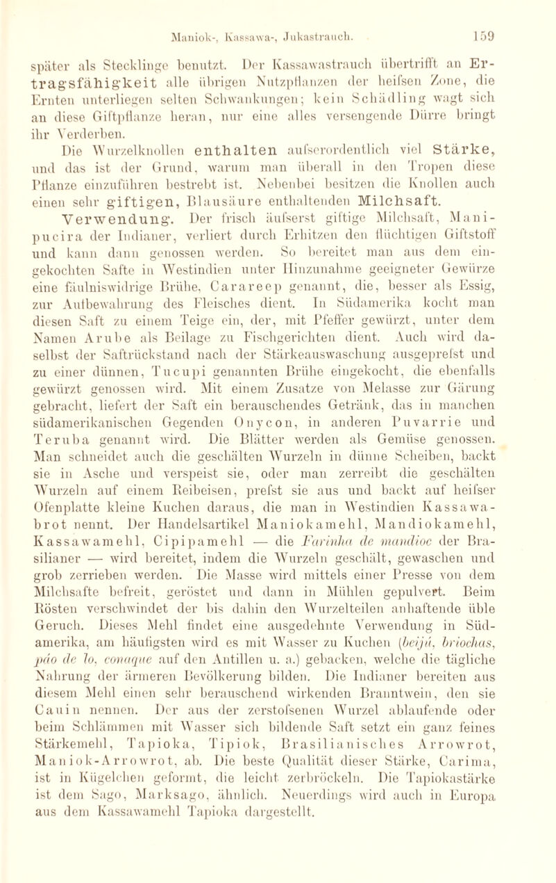später als Stecklinge benutzt. Der Kassawastrauch übertrifft an Er- trag'Sfäliig'keit alle übrigen Nutzpflanzen der heifson Zone, clie Ernten unterliegen selten Schwankungen; kein Schädling wagt sich an diese Giftpflanze heran, nur eine alles versengende Dürre bringt ihr Verderben. Die Wurzelknollen enthalten aufserordentlich viel Stärke, und das ist der Grund, warum man überall in den Tropen diese Pflanze einzuführen bestrebt ist. Nebenbei besitzen die Knollen auch einen sehr giftigen, Blausäure enthaltenden Milchsaft. Verwendung. Der frisch äufserst giftige Milchsaft, Mani- pucira der Indianer, verliert durch Erhitzen den flüchtigen Giftstoff und kann dann genossen werden. So bereitet man aus dem ein¬ gekochten Safte in Westindien unter Hinzunahme geeigneter Gewürze eine fäulniswidrige Brühe, Carareep genannt, die, besser als Essig, zur Aufbewahrung des Fleisches dient. In Südamerika kocht man diesen Saft zu einem Teige ein, der, mit Pfeffer gewürzt, unter dem Namen Ambe als Beilage zu Fischgerichten dient. Auch wird da¬ selbst der Saftrückstand nach der Stärkeauswaschung ausgeprefst und zu einer dünnen, Tucupi genannten Brühe eingekocht, die ebenfalls gewürzt genossen wird. Mit einem Zusatze von Melasse zur Gärung gebracht, liefert der Saft ein berauschendes Getränk, das in manchen südamerikanischen Gegenden Onycon, in anderen Puvarrie und Teruba genannt wird. Die Blätter werden als Gemüse genossen. Man schneidet auch die geschälten Wurzeln in dünne Scheiben, backt sie in Asche und verspeist sie, oder man zerreibt die geschälten Wurzeln auf einem Reibeisen, prefst sie aus und backt auf heifser Ofenplatte kleine Kuchen daraus, die man in Westindien Kassawa- brot nennt. Der Handelsartikel Maniokamehl, Mandiokamehl, Kassawarneb 1, Cipipamehl — die Farinha de mandioc der Bra¬ silianer — wird bereitet, indem die Wurzeln geschält, gewaschen und grob zerrieben werden. Die Masse wird mittels einer Presse von dem Milchsäfte befreit, geröstet und dann in Mühlen gepulvert. Beim Rösten verschwindet der bis dabin den Wurzelteilen anhaftende üble Geruch. Dieses Mehl findet eine ausgedehnte Verwendung in Süd¬ amerika, am häufigsten wird es mit Wasser zu Kuchen (bei ja, hriochas, pdo de Io, conaque auf den Antillen u. a.) gebacken, welche die tägliche Nahrung der ärmeren Bevölkerung bilden. Die Indianer bereiten aus diesem Mehl einen sehr berauschend wirkenden Branntwein, den sie Cauin nennen. Der aus der zerstofsenen Wurzel ablaufende oder beim Schlämmen mit Wasser sich bildende Saft setzt ein ganz feines Stärkemehl, Tapioka, Tipiok, Brasilianisches Arrowrot, Man iok-Arrowrot, ab. Die beste Qualität dieser Stärke, Carima, ist in Kügelchen geformt, die leicht zerbröckeln. Die Tapiokastärke ist dem Sago, Marksago, ähnlich. Neuerdings wird auch in Europa aus dem Kassawamehl Tapioka dargestellt.