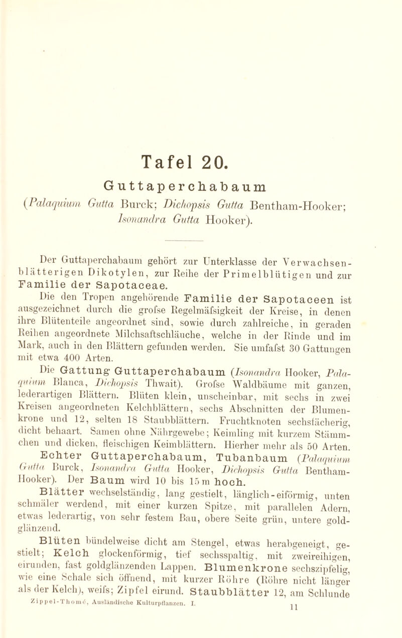 Guttapercliabaum (Palaqmum Gutta Burck; Dichopsis Gutta Bentham-Hooker; lsonandra Gutta Hooker). Der Guttaperchabaum gehört zur Unterklasse der Verwachsen¬ blätterigen Dikotylen, zur Reihe der Primelblütigen und zur Familie der Sapotaceae. Die den Tropen angehörende Familie der Sapotaceen ist ausgezeichnet durch die grofse Regelmäfsigkeit der Kreise, in denen ihre Blütenteile angeordnet sind, sowie durch zahlreiche, in geraden Reihen angeordnete Milchsaftschläuche, welche in der Rinde und im Mark, auch in den Blättern gefunden werden. Sie umfafst 30 Gattungen mit etwa 400 Arten. Die Gattung- Guttapercliabaum (.lsonandra Hooker, Pdla- quium Bianca, Dichopsis lhwait). Grofse Waldbäume mit ganzen, lederartigen Blättern. Blüten klein, unscheinbar, mit sechs in zwei Kreisen angeordneten Kelchblättern, sechs Abschnitten der Blumen- kione und 12, selten 18 Staubblättern. Fruchtknoten sechslächerig, dicht behaart. Samen ohne Nährgewebe; Keimling mit kurzem Stämm- clien und dicken, fleischigen Keimblättern. Hierher mehr als 50 Arten. Echtei Guttaperchabaum, Tubanbaum (Palaquiwn Gutta Burck, lsonandra Gutta Hooker, Dichopsis Gutta Bentham- Hooker). Der Baum wird 10 bis 15m hoch. Blätter wechselständig, lang gestielt, länglich-eiförmig, unten schmäler werdend, mit einer kurzen Spitze, mit parallelen Adern, etwas lederartig, von sehr festem Bau, obere Seite grün, untere gold¬ glänzend. Blüten bündelweise dicht am Stengel, etwas herabgeneigt, ge¬ stielt; Kelch glockenförmig, tief sechsspaltig, mit zweireihigen, eirunden, last goldglänzenden Lappen. Blumenkrone sechszipfelig, wie eine Schale sich öffnend, mit kurzer Röhre (Röhre nicht länger als der Kelch), weifs; Zipfel eirund. Staubblätter 12, am Schlunde Zippel-Thomö, Ausländische Kulturpflanzen. I. 11