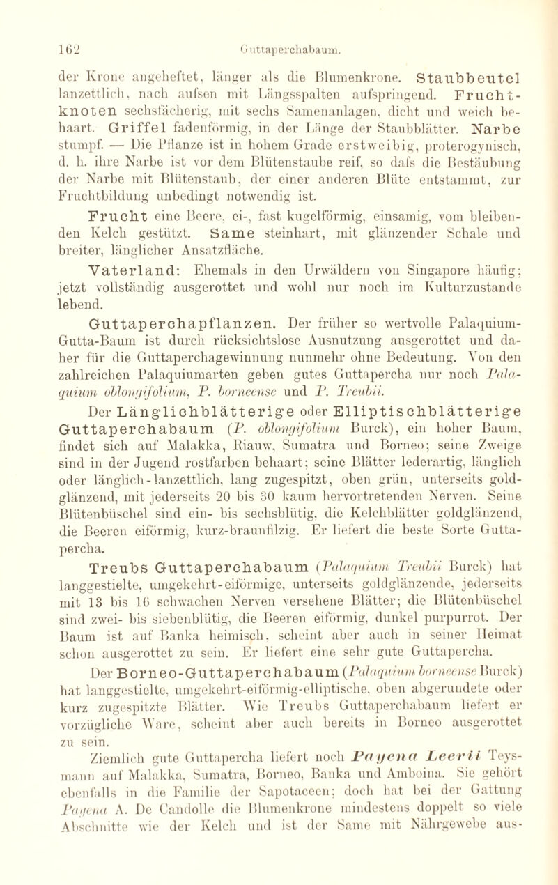 der Krone angeheftet, länger als die Blumenkrone. Staubbeutel lanzettlich, nach aufsen mit Längsspalten aufspringend. Frucht¬ knoten sechsfächerig, mit sechs Samenanlagen, dicht und weich be¬ haart. Griffel fadenförmig, in der Länge der Staubblätter. Narbe stumpf. — Die Pflanze ist in hohem Grade erstweibig, proterogynisch, d. h. ihre Narbe ist vor dem Blutenstäube reif, so dafs die Bestäubung der Narbe mit Blütenstaub, der einer anderen Blüte entstammt, zur Fruchtbildung unbedingt notwendig ist. Frucht eine Beere, ei-, fast kugelförmig, einsamig, vom bleiben¬ den Kelcb gestützt. Same steinhart, mit glänzender Schale und breiter, länglicher Ansatzfläche. Vaterland: Ehemals in den Urwäldern von Singapore häutig; jetzt vollständig ausgerottet und wohl nur noch im Kulturzustande lebend. Guttaperchapflanzen. Der früher so wertvolle Palaquium- Gutta-Baum ist durch rücksichtslose Ausnutzung ausgerottet und da¬ her für die Guttaperchagewinnung nunmehr ohne Bedeutung. Von den zahlreichen Palaquiumarten gehen gutes Guttapercha nur noch Pala- quium oblongifölium, P. borneense und P. Treubii. Der Läng’lichblätterige oder Elliptischblätterige Guttaperchabauin (P. oblongiföliwn Burck), ein hoher Baum, findet sich auf Malakka, Riauw, Sumatra und Borneo; seine Zweige sind in der Jugend rostfarben behaart; seine Blätter lederartig, länglich oder länglich - lanzettlich, lang zugespitzt, oben grün, unterseits gold¬ glänzend, mit jederseits 20 bis 30 kaum hervortretenden Nerven. Seine Blütenbüschel sind ein- bis sechsblütig, die Kelchblätter goldglänzend, die Beeren eiförmig, kurz-braun filzig. Er liefert die beste Sorte Gutta¬ percha. Treubs Guttaperchabaum (Palaquium Treubii Burck) hat langgestielte, umgekehrt-eiförmige, unterseits goldglänzende, jederseits mit 13 bis 16 schwachen Nerven versehene Blätter; die Blütenbüschel sind zwei- bis siebenblütig, die Beeren eiförmig, dunkel purpurrot. Der Baum ist auf Banka heimisch, scheint aber auch in seiner Heimat schon ausgerottet zu sein. Er liefert eine sehr gute Guttapercha. Der Borneo-Guttaperchabaum (Palaquium borneense Burck) hat langgestielte, umgekehrt-eiförmig-elliptische, oben abgerundete oder kurz zugespitzte Blätter. Wie Treubs Guttaperchabaum liefert er vorzügliche Ware, scheint aber auch bereits in Borneo ausgerottet zu sein. Ziemlich gute Guttapercha liefert noch Payena Leerii Teys- maim auf Malakka, Sumatra, Borneo, Banka und Amboina. Sie gehört ebenfalls in die Familie der Sapotaceen; doch hat bei der Gattung Pai/ena A. De Caudolle die Blumenkrone mindestens doppelt so viele Abschnitte wie der Kelch und ist der Same mit Nährgewebe aus-
