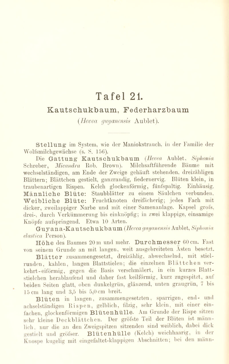 Kautschukbaum, Federharzbaum (Hevea guyanensis Aublet). Stellung' im System, wie der Maniokstrauch, in der Familie der Wolfsmilchgewächse (s. S. 156). Die Gattung’ Kautschukbaum (Hevea Aublet, Siphonia Schreber, Micandra Rob. Brown). Milchsaftführende Bäume mit wechselständigen, am Ende der Zweige gehäuft stehenden, dreizähligen Blättern; Blättchen gestielt, ganzrandig, fiedernervig. Blüten klein, in traubenartigen Rispen. Kelch glockenförmig, fünfspaltig. Einhäusig. Männliche Blüte: Staubblätter zu einem Säulchen verbunden. Weibliche Blüte: Fruchtknoten dreifächerig; jedes Fach mit dicker, zweilappiger Narbe und mit einer Samenanlage. Kapsel grofs, drei-, durch Verkümmerung bis einknöpfig; in zwei klappige, einsamige Knöpfe aufspringend. Etwa 10 Arten. Guyana-Kautschukbaum (Hevea guyanensis Aublet, Siphonia elastica Person). Höhe des Baumes 20m und mehr. Durchmesser 60cm. Fast von seinem Grunde an mit langen, weit ausgebreiteten Asten besetzt. Blätter zusammengesetzt, dreizählig, abwechselnd, mit stiel¬ runden, kahlen, langen Blattstielen; die einzelnen Blättchen ver¬ kehrt-eiförmig, gegen die Basis verschmälert, in ein kurzes Blatt- stielchen herablaufend und daher fast keilförmig, kurz zugespitzt, auf beiden Seiten glatt, oben dunkelgrün, glänzend, unten graugrün, 7 bis 15 cm lang und 3,5 bis 5,0 cm breit. Blüten in langen, zusammengesetzten, sparrigen, end- und achselständigen Rispen, gelblich, filzig, sehr klein, mit einer ein¬ fachen, glockenförmigen Blütenhülle. Am Grunde der Rispe sitzen sehr kleine Deckblättchen. Der gröfste Teil der Blüten ist männ¬ lich, nur die an den Zweigspitzen sitzenden sind weiblich, dabei dick gestielt und gröfser. Blütenhülle (Kelch) weichhaarig, in der Knospe kugelig mit eingefaltet-klappigen Abschnitten; bei den mann-