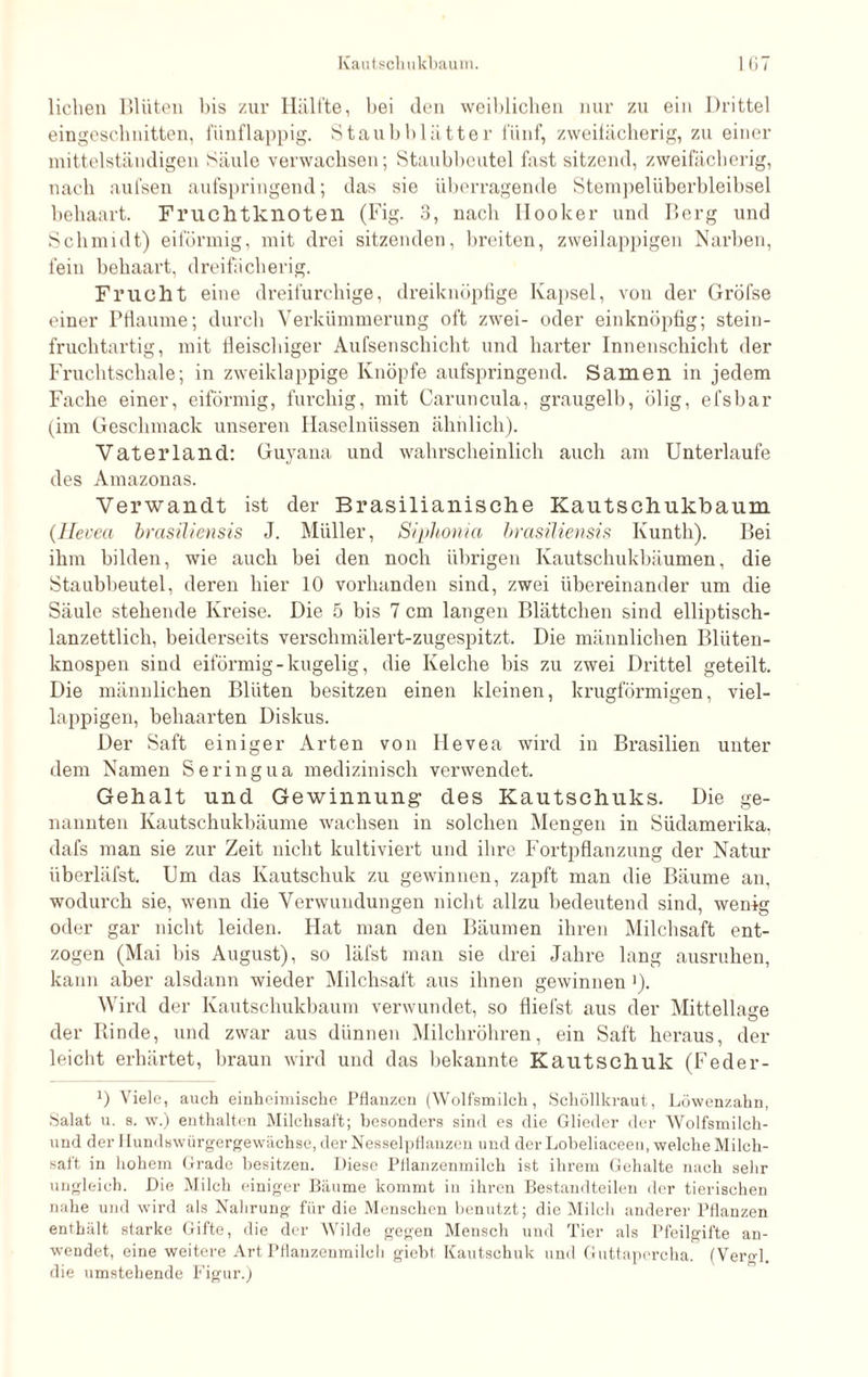 liehen Blüten bis zur Hälfte, bei (len weiblichen nur zu ein Drittel eingeschnitten, fünflappig. Staubblätter fünf, zweifächerig, zu einer mittelständigen Säule verwachsen; Staubbeutel fast sitzend, zweifächerig, nach aufsen aufspringend; das sie überragende Stempelüberbleibsel behaart. Fruchtknoten (Fig. 3, nach llooker und Berg und Schmidt) eiförmig, mit drei sitzenden, breiten, zweilappigen Narben, fein behaart, dreifächerig. Frucht eine dreifurchige, dreiknöpfige Kapsel, von der Gröfse einer Pflaume; durch Verkümmerung oft zwei- oder einknöpfig; stein¬ fruchtartig, mit fleischiger Aufsenschicht und harter Innenschicht der Fruchtschale; in zweiklappige Knöpfe aufspringend. Samen in jedem Fache einer, eiförmig, furchig, mit Caruncula, graugelb, ölig, efsbar (im Geschmack unseren Haselnüssen ähnlich). Vaterland: Guyana und wahrscheinlich auch am Unterlaufe des Amazonas. Verwandt ist der Brasilianische Kautschukbaum (Hevea brasiliensis J. Müller, Siphonia brasiliensis Kunth). Bei ihm bilden, wie auch bei den noch übrigen Kautschukbäumen, die Staubbeutel, deren hier 10 vorhanden sind, zwei übereinander um die Säule stehende Kreise. Die 5 bis 7 cm langen Blättchen sind elliptisch- lanzettlich, beiderseits verschmälert-zugespitzt. Die männlichen Blüten¬ knospen sind eiförmig - kugelig, die Kelche bis zu zwei Drittel geteilt. Die männlichen Blüten besitzen einen kleinen, krugförmigen, viel- lappigen, behaarten Diskus. Der Saft einiger Arten von Hevea wird in Brasilien unter dem Namen Seringua medizinisch verwendet. Gehalt und Gewinnung- des Kautschuks. Die ge¬ nannten Kautschukbäume wachsen in solchen Mengen in Südamerika, dafs man sie zur Zeit nicht kultiviert und ihre Fortpflanzung der Natur überläfst. Um das Kautschuk zu gewinnen, zapft man die Bäume an, wodurch sie, wenn die Verwundungen nicht allzu bedeutend sind, wenig oder gar nicht leiden. Hat man den Bäumen ihren Milchsaft ent¬ zogen (Mai bis August), so läfst man sie drei Jahre lang ausruhen, kann aber alsdann wieder Milchsaft aus ihnen gewinnen J). Wird der Kautschukbaum verwundet, so fliefst aus der Mittellage der Rinde, und zwar aus dünnen Milchröhren, ein Saft heraus, der leicht erhärtet, braun wird und das bekannte Kautschuk (Feder- b Viele, auch einheimische Pflanzen (Wolfsmilch, Schöllkraut, Löwenzahn, Salat u. s. w.) enthalten Milchsaft; besonders sind es die Glieder der Wolfsmilch- und der Hundswürgergewächse, der Nesselpflanzen und derLobeliaceen, welche Milch¬ saft in hohem Grade besitzen. Diese Pflanzenmilch ist ihrem Gehalte nach sehr ungleich. Die Milch einiger Bäume kommt in ihren Bestandteilen der tierischen nahe und wird als Nahrung für die Menschen benutzt; die Milch anderer Pflanzen enthält starke Gifte, die der Wilde gegen Mensch und Tier als Pfeilgifte an¬ wendet, eine weitere Art Pflanzenmilcli giebt Kautschuk und Guttapercha. (Vergl. die umstehende Figur.)