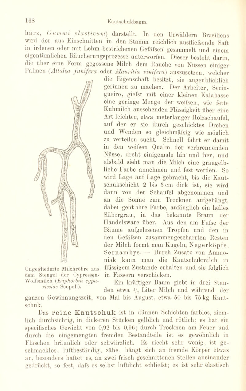 harz, Gummi elasticum) darstellt. In den Urwäldern Brasiliens wird der aus Einschnitten in den Stamm reichlich ausfliefsende Saft in irdenen oder mit Lehm bestrichenen Gefäfsen gesammelt und einem eigentümlichen Räucherungsprozesse unterworfen. Dieser besteht darin, die über eine Form gegossene Milch dem Rauche von Nüssen einiger Palmen (Attalea funifera oder Muuritia vinifera) auszusetzen, welcher die Eigenschaft besitzt, sie augenblicklich gerinnen zu machen. Der Arbeiter, Serin- gueiro, giefst mit einer kleinen Kalabasse eine geringe Menge der weifsen, wie fette Kuhmilch aussehenden Flüssigkeit über eine Art leichter, etwa meterlanger Holzschaufel, auf der er sie durch geschicktes Drehen und Wenden so gleichmäfsig wie möglich zu verteilen sucht. Schnell fährt er damit in den weifsen Qualm der verbrennenden Nüsse, dreht einigemale hin und her, und alsbald sieht man die Milch eine graugelb¬ liche Farbe annehmen und fest werden. So wird Lage auf Lage gebracht, bis die Kaut¬ schukschicht 2 bis 3 cm dick ist, sie wird dann von der Schaufel abgenommen und an die Sonne zum Trocknen aufgehängt, dabei geht ihre Farbe, anfänglich ein helles Silbergrau, in das bekannte Braun der Handelsware über. Aus den am Fufse der Bäume aufgelesenen Tropfen und den in den Gefäfsen zusammengescharrten Resten der Milch formt man Kugeln, Negerköpfe, Sernambys. — Durch Zusatz von Ammo¬ niak kann man die Kautschukmilch in flüssigem Zustande erhalten und sie folglich dem Stengel der Cypressen- in Fässern verschicken. Ein kräftiger Baum giebt in drei Stun¬ den etwa V2 Liter Milch und während der ganzen Gewinnungszeit, von Mai bis August, etwa 50 bis 75 kg Kaut¬ schuk. Das reine Kautschuk ist in dünnen Schichten farblos, ziem¬ lich durchsichtig, in dickeren Stücken gelblich und rötlich; es hat ein specifisches Gewicht von 0,92 bis 0,9G; durch Trocknen am Feuer und durch die eingemengten fremden Bestandteile ist es gewöhnlich in Flaschen bräunlich oder schwärzlich. Es riecht sehr wenig, ist ge¬ schmacklos, luftbeständig, zähe, hängt sich an fremde Körper etwas an, besonders haftet es, an zwei frisch geschnittenen Stellen aneinander gedrückt, so fest, dafs es selbst luftdicht schliefst; es ist sehr elastisch Ungegliederte Milchröhre aus o o Wolfsmilch (Eupho)'bia cypa risstas Scopoli).