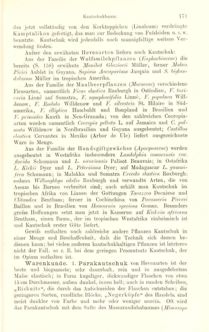 das jetzt vollständig von den Korkteppichen (Linoleum) verdrängte Kamptulikon gefertigt, das man zur Bedeckung von Fufsböden u. s. w. benutzte. Kautschuk wird jedenfalls noch mannigfaltige weitere \ er- wendung finden. Aufser den erwähnten Heveaarten liefern noch Kautschuk: Aus der Familie der Wolfsmilchpflanzen (Euphorbiaceae) die bereits (S. 158) erwähnte Manihot Glaziovii Müller, ferner Mabea Piriri Aublet in Guyana, Sapium Aucaparium Jacquin und S. bitjlan- dulosum Müller im tropischen Amerika. Aus der Familie der Maulbeerpflanzen (Morciceae) verschiedene Ficusarten, namentlich Ficus elastica Iloxburgh in Ostindien, toxi¬ ca ria Rinne auf Sumatra, F. nymphaeifolia Rinne, F. populnea Will- denow, F. Radula Willdenow und F. silvestris St. Hilaire in Süd¬ amerika, F. elliptica Humboldt und Bonpland in Brasilien und F. prinoides Knuth in Neu-Granada; von den zahlreichen Cecropia- arten werden namentlich Cecropia peltata L. auf Jamaica und C. pal¬ raut a Willdenow in Nordbrasilien und Guyana ausgebeutet; Castilloa elastica Cervantes in Mexiko (Arbor de Ule) liefert ausgezeichnete Ware in Menge. Aus der Familie der Hundsgiftgewächse (Apocynaceae) werden ausgebeutet in Westafrika insbesondere Landölphia comorensis var. florida Schumann und L. oivariensis Palisot Beauvais; in Ostafrika L. Kirkii Dyer und L. Petersiana Dyer; auf Madagascar L. yunmii- fera Schumann; in Malakka und Sumatra Urceola elastica Roxburgh; sodann Willoughbya edidis Roxburgh und verwandte Arten, die von Assam bis Borneo verbreitet sind; auch erhält man Kautschuk im tropischen Afrika von Lianen der Gattungen Tacazzea Decaisne und Clitandra Bentham; ferner in Cochinchina von Parameria Pierrei Bailion und in Brasilien von Hancornia speciosa Gomez. Besonders grofse Hoffnungen setzt man jetzt in Kamerun auf Kichxia africana Bentham, einen Baum, der im tropischen Westafrika einheimisch ist und Kautschuk erster Güte liefert. Gewifs enthalten noch zahlreiche andere Pflanzen Kautschuk in einer Menge und Beschaffenheit, dafs die Technik sich dessen be¬ dienen kann; bei vielen anderen kautschukhaltigen Pflanzen ist letzteres nicht der Fall, so z. B. bei dem geringen Prozentsatz Kautschuk, der im Opium enthalten ist. Warenkunde. 1. Parakautschuk von Heveaarten ist der beste und biegsamste; sehr dauerhaft, rein und in ausgedehntem Mafse elastisch; in Form kugeliger, dickwandiger Flaschen von etwa 15 cm Durchmesser, aufsen dunkel, innen hell; auch in runden Scheiben, „Biskuits“, die durch das Aufschneiden der Flaschen entstehen; die geringeren Sorten, rundliche Blöcke, „Negerköpfe“ des Handels, sind meist dunkler von- Farbe und mehr oder weniger unrein. Oft wird das Parakautschuk mit dem Safte des Massarandubabaumes (Mimusops